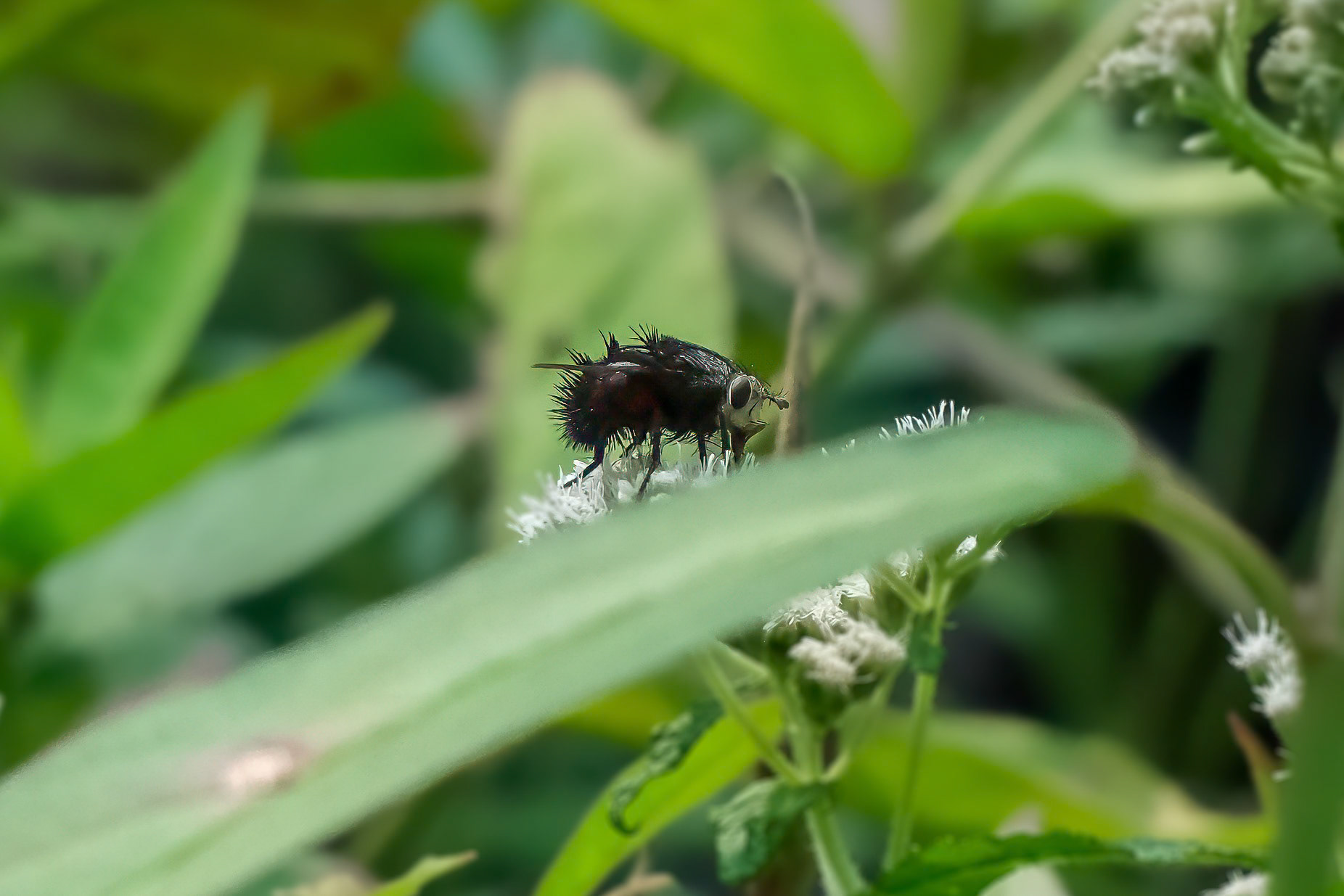 240817-096 Juriniopsis adusta (tachinid or bristle fly)