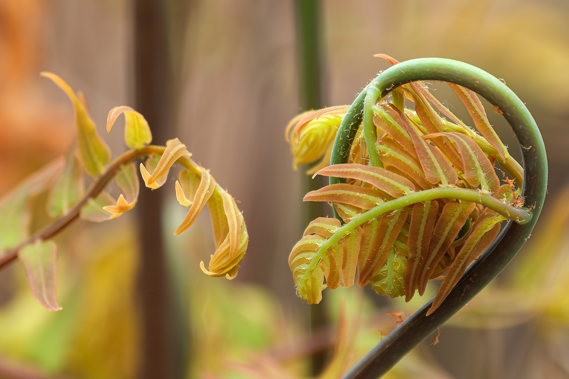 260506-378 Royal Fern (Osmunda spectabilis)
