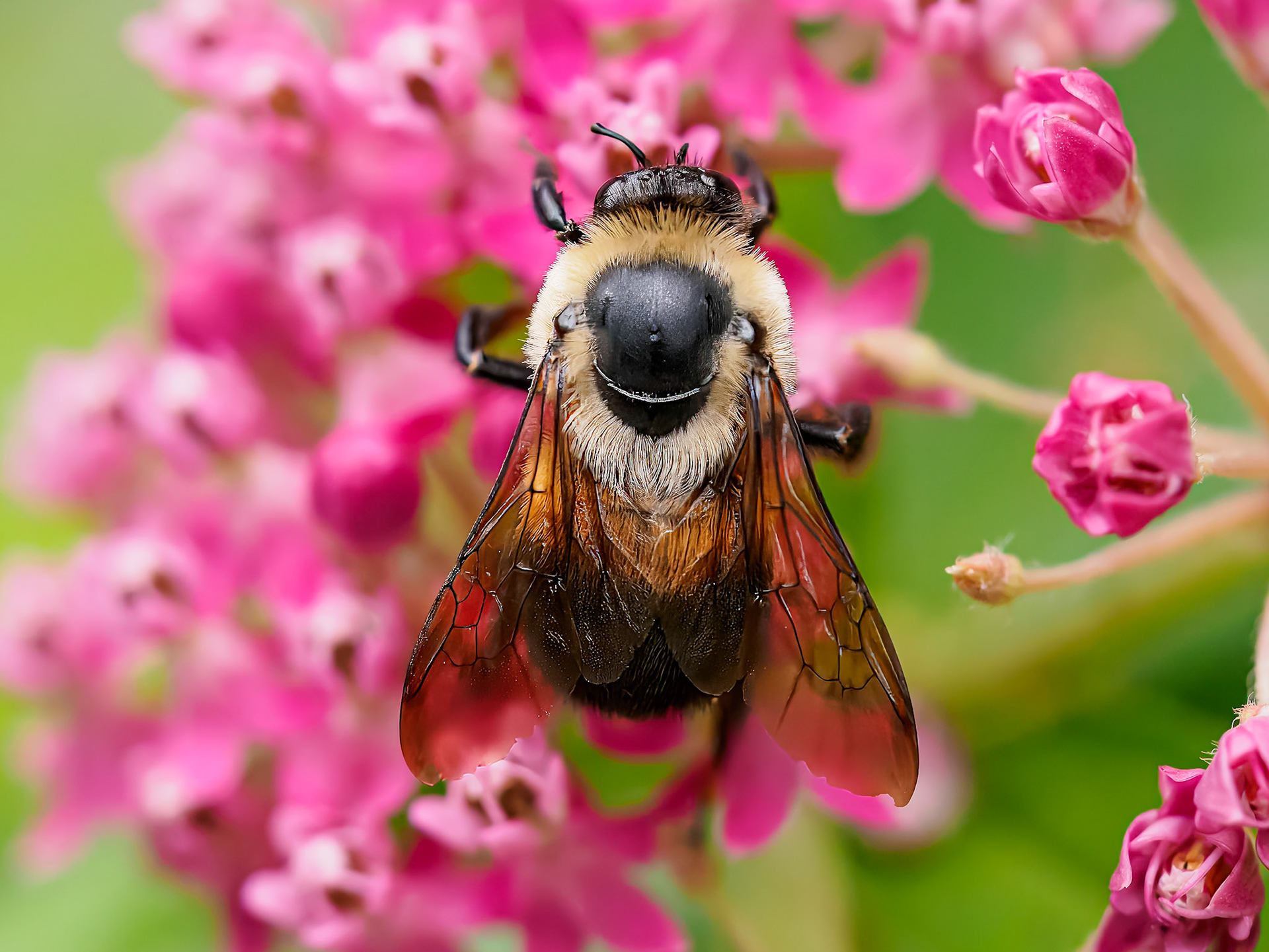 24724-021 Bee Back
