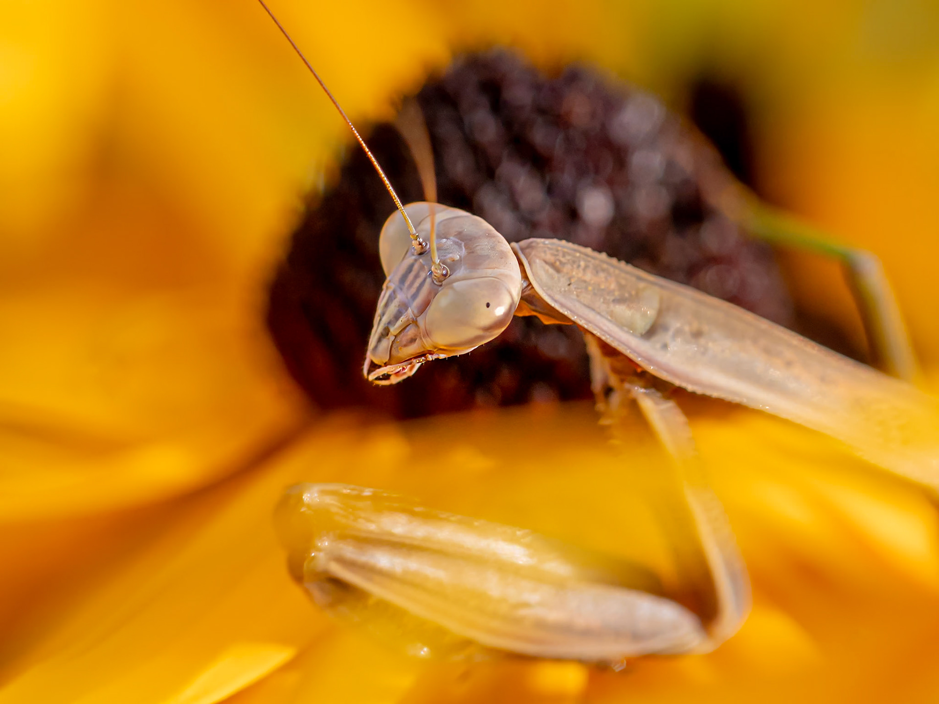 21820145 Special Garden Visitor