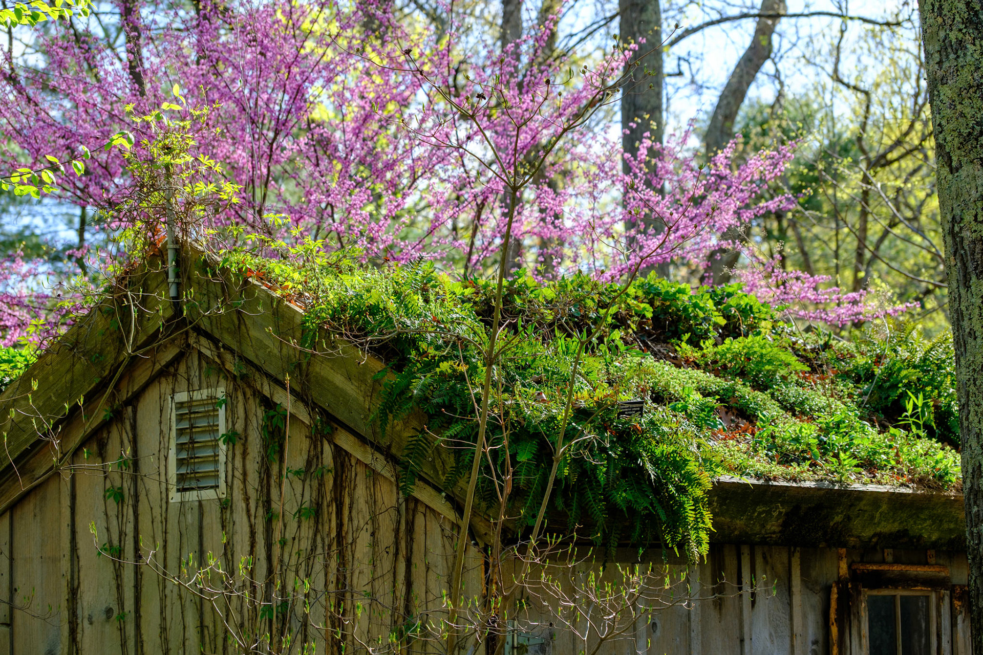 250430-059 Green Roof