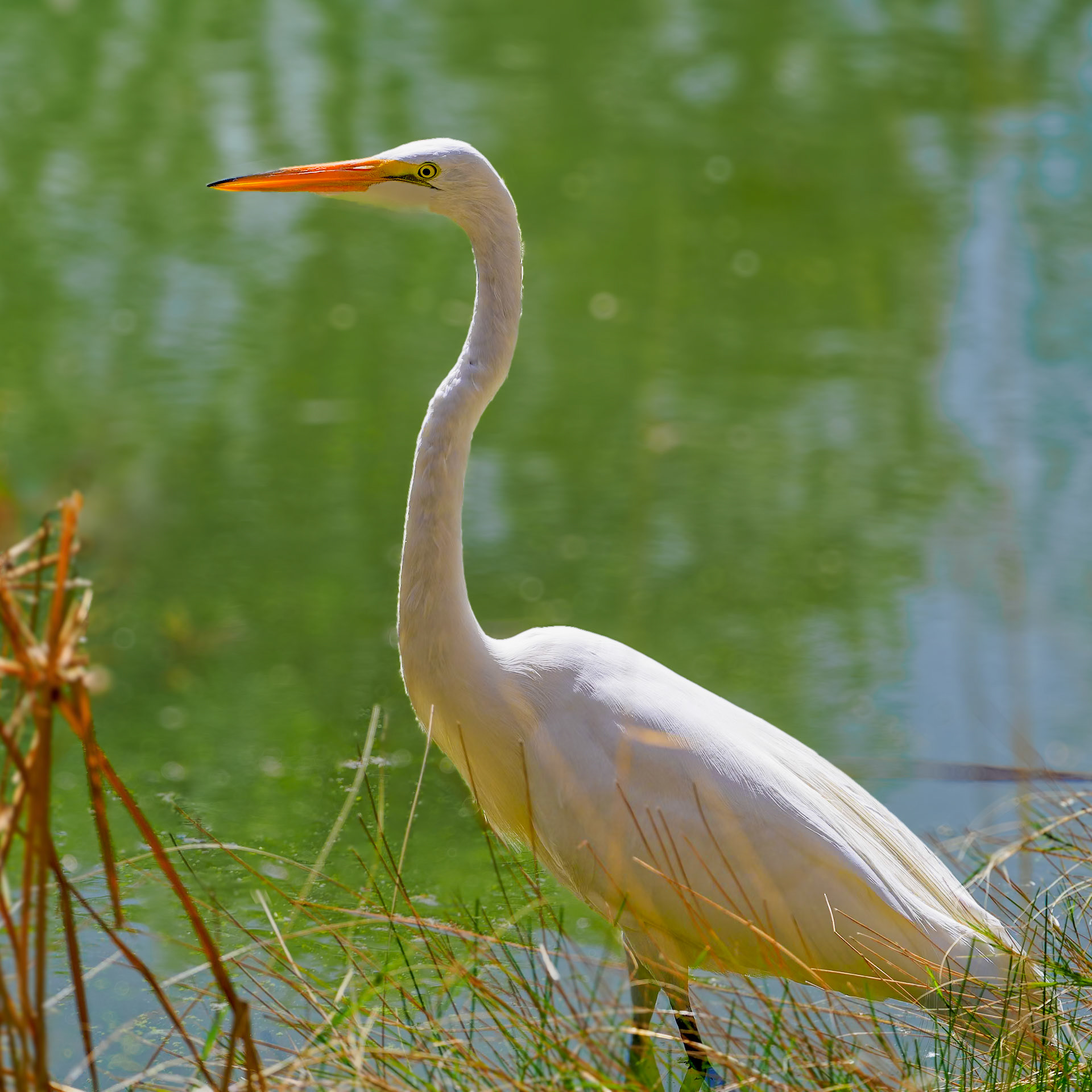 24313155 Egret