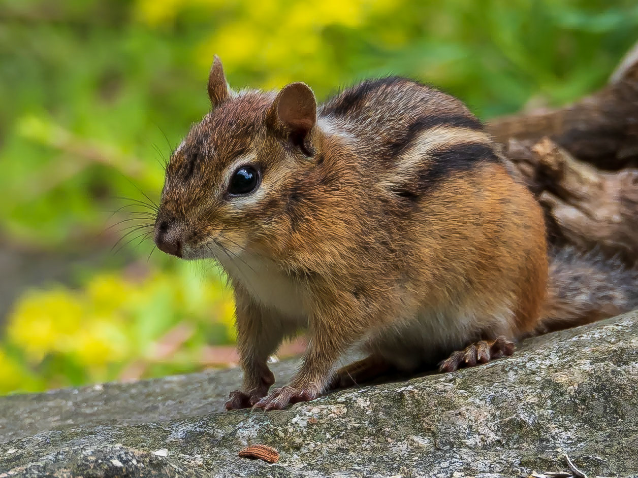 P6120089 Critter on Guard