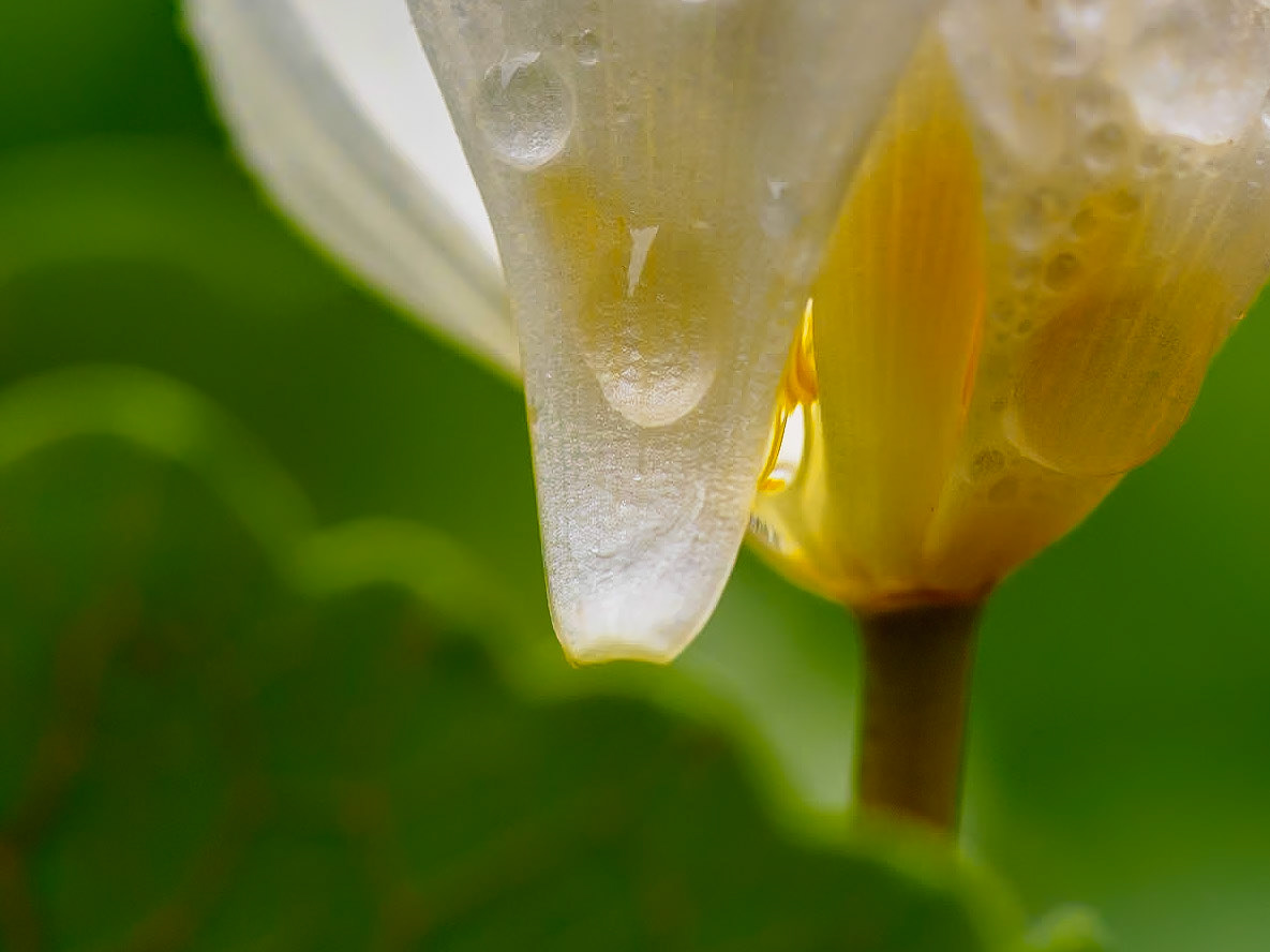 17427025 Sunlight Below