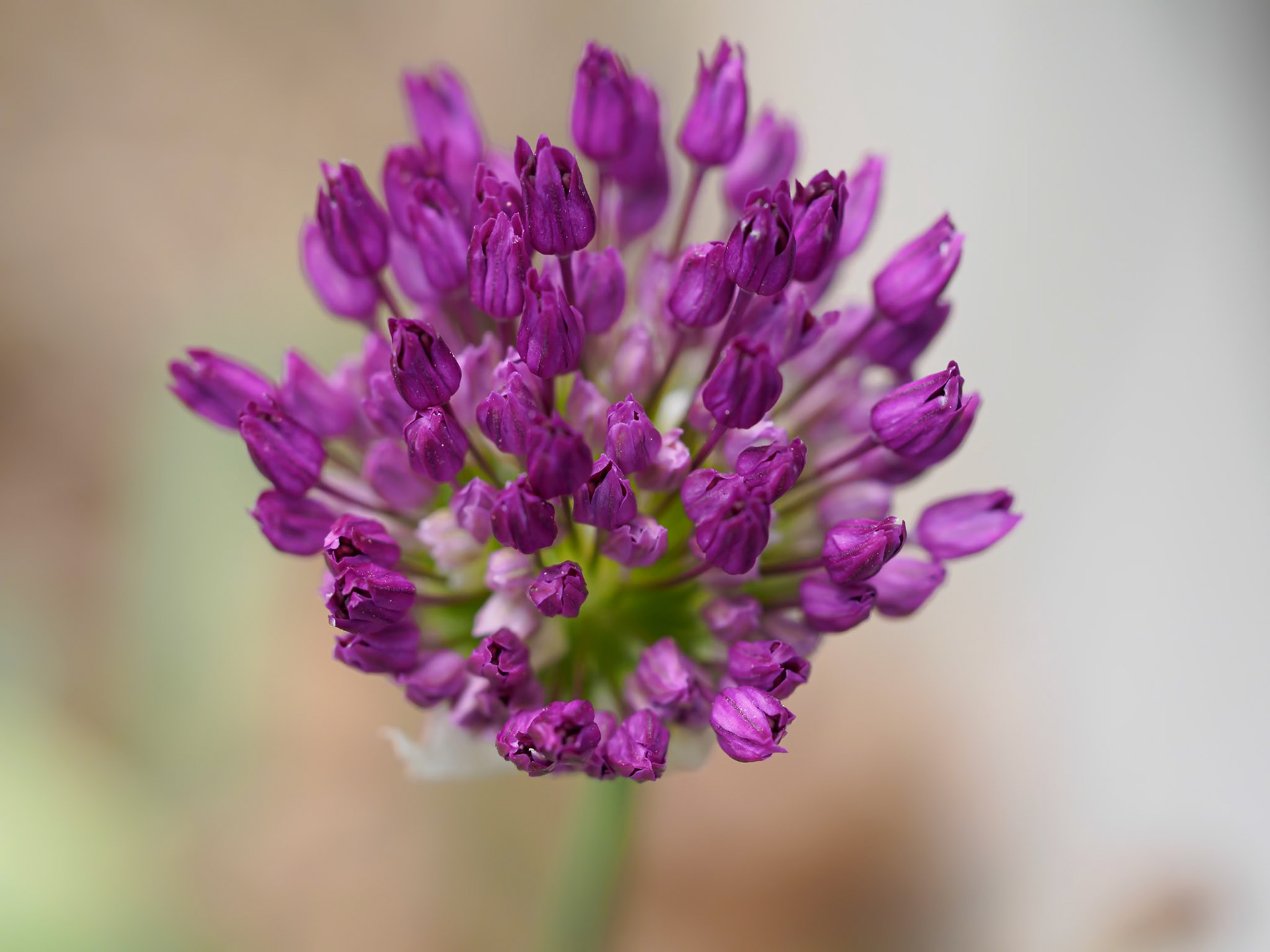 20515049 Purple Risers