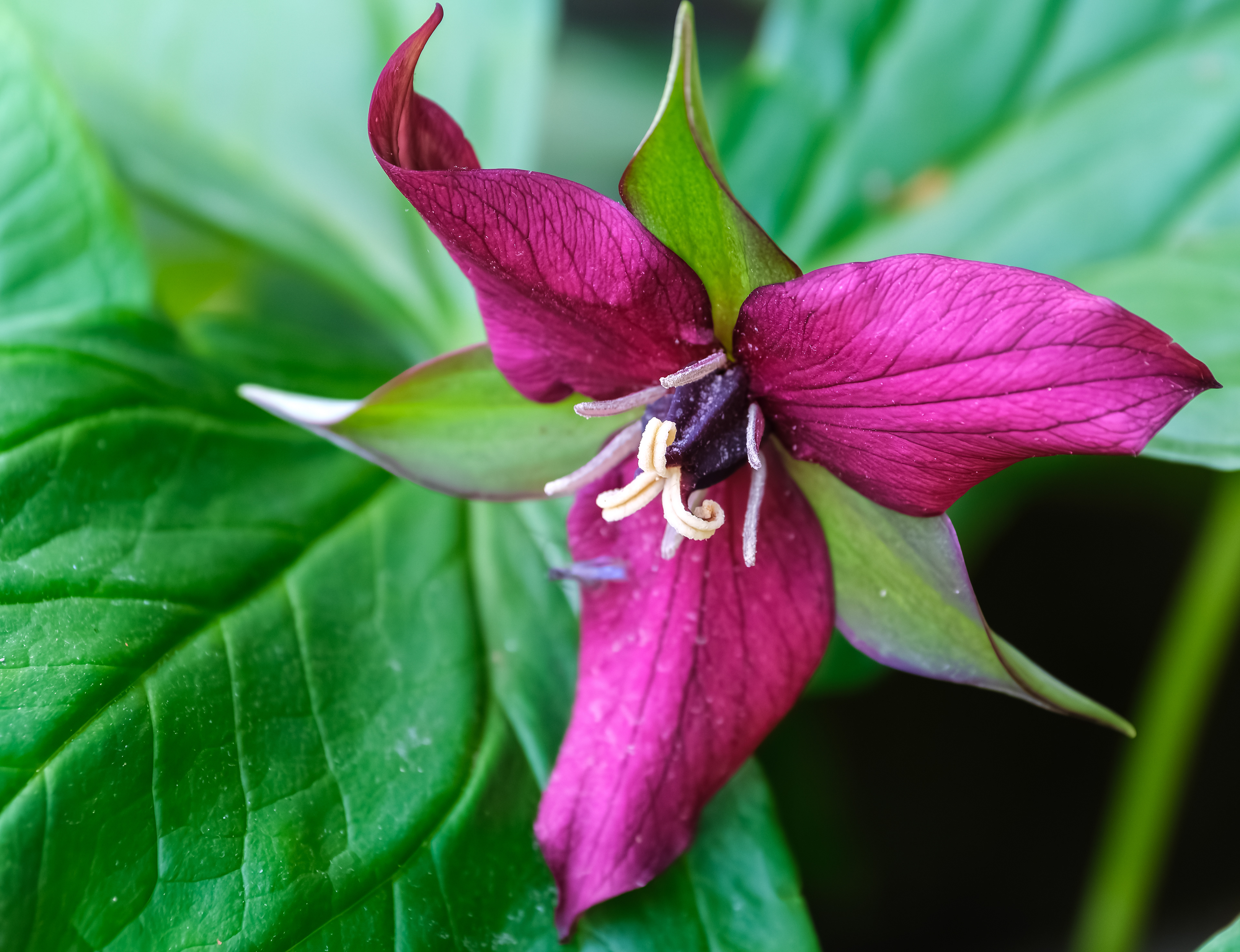260504-305 Red Trillium (Trillium erectum)