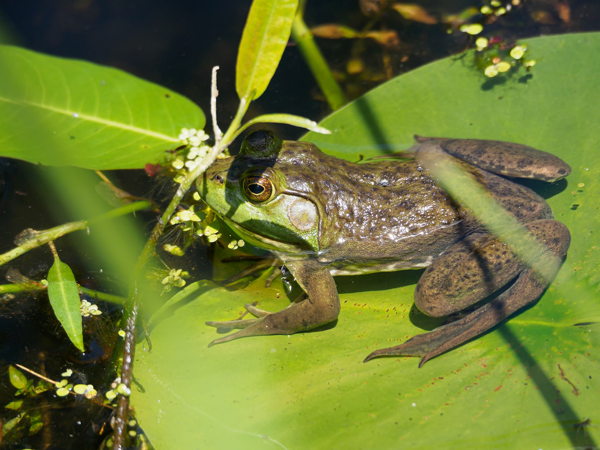 24610-121 Bullfrog