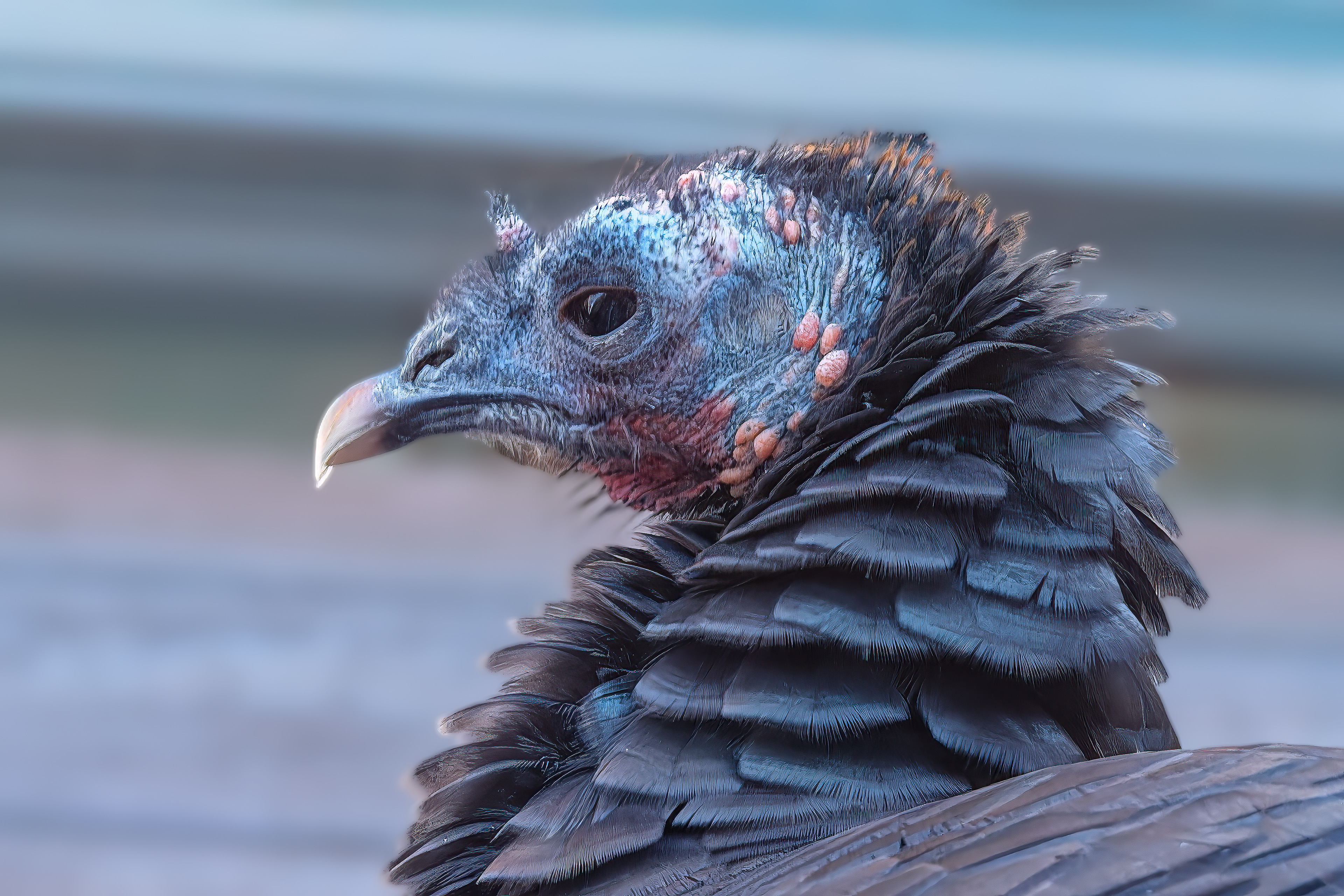 251115-337 Wild Turkey (Meleagris gallopavo)