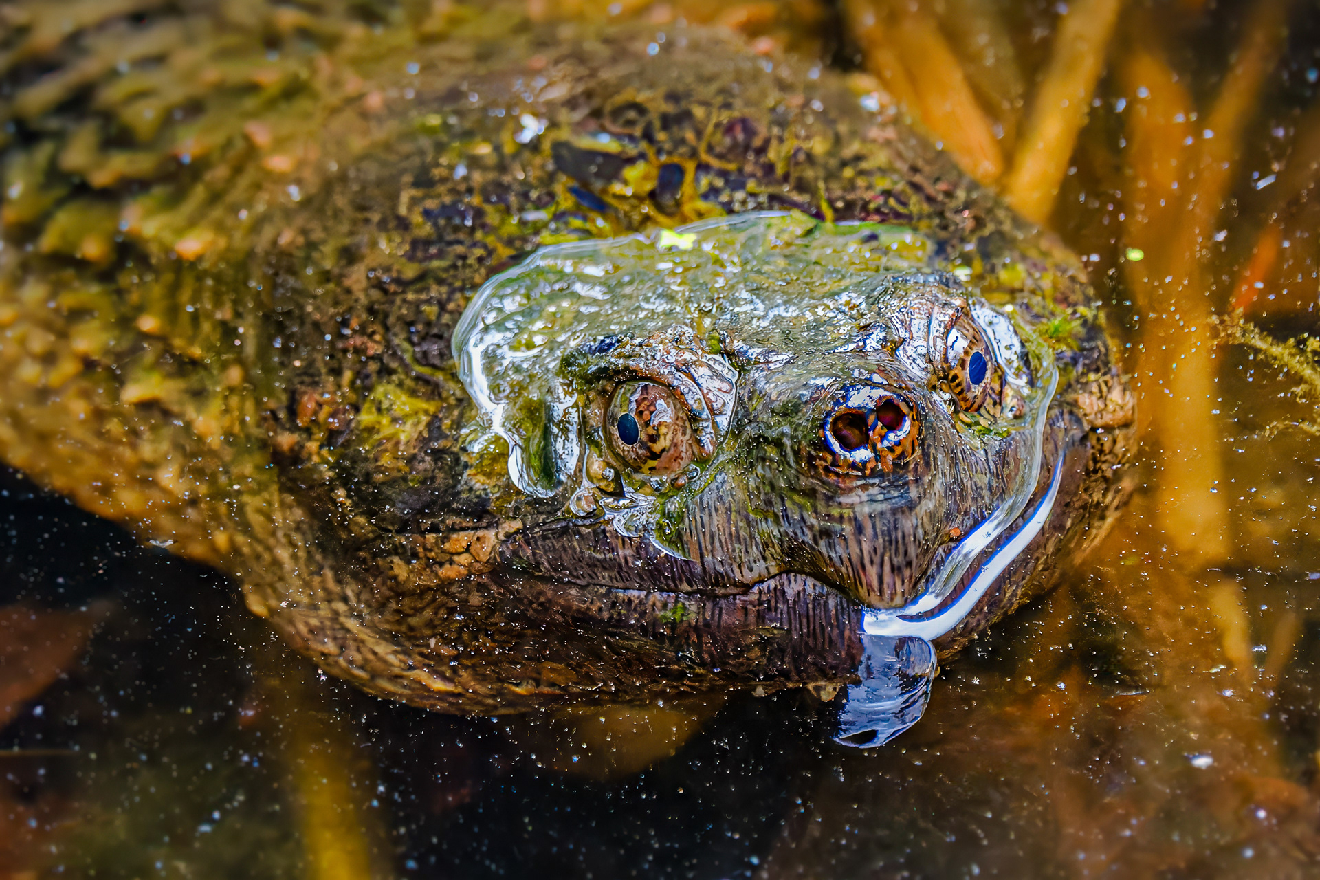 250504-180 Common Snapping Turtle (Chelydra serpentina)