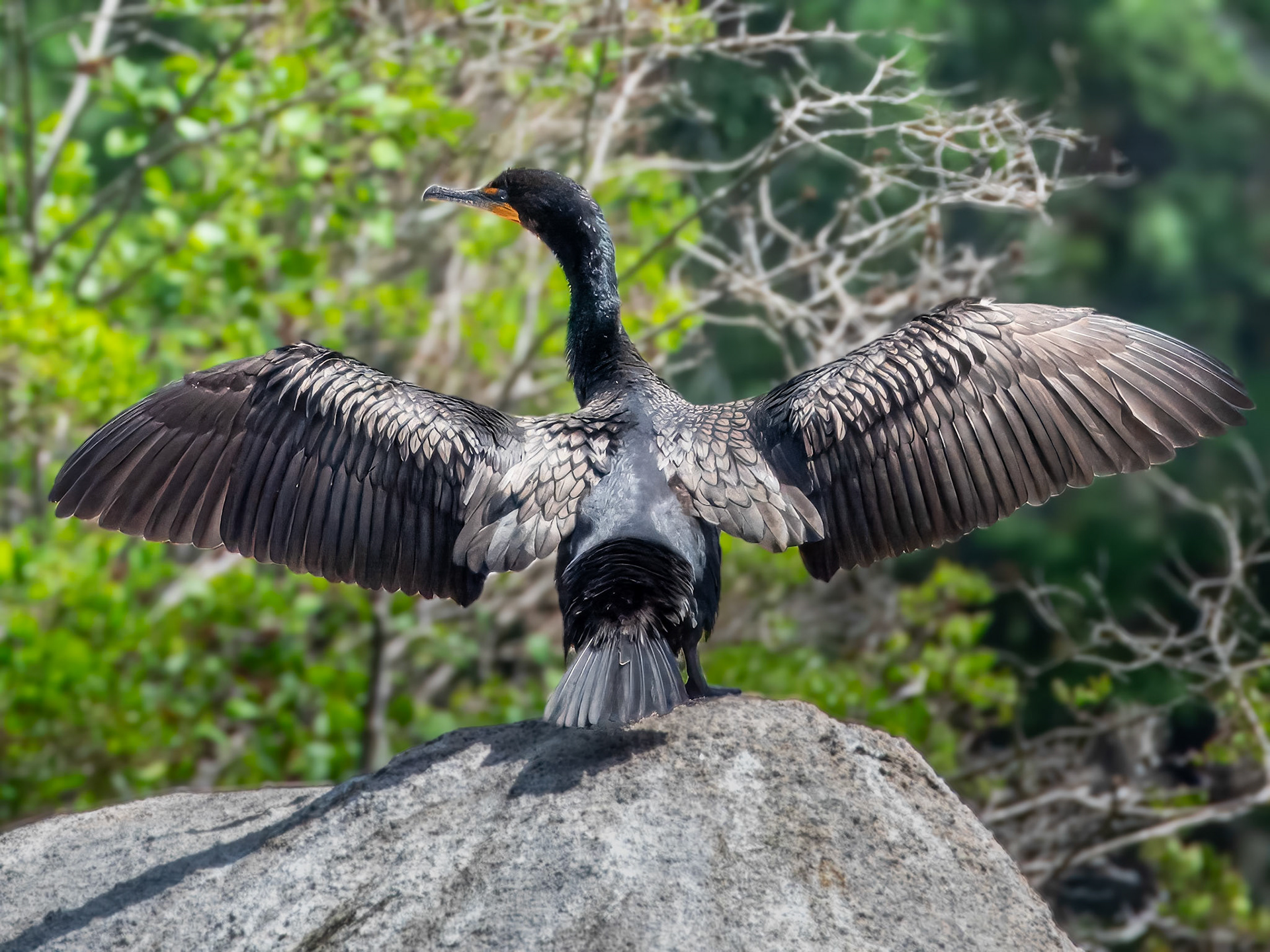 15613032 Capturing Some Rays