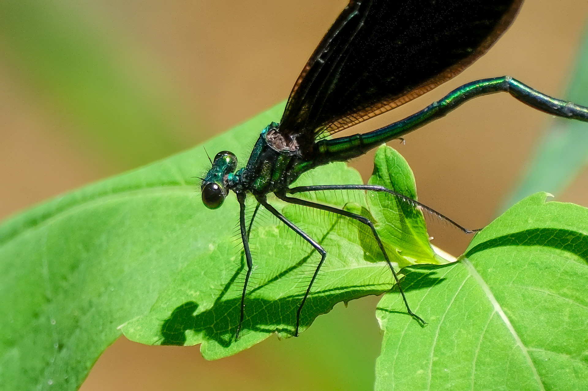 250722-313 Ebony Jewelwing (Calopteryx maculata)