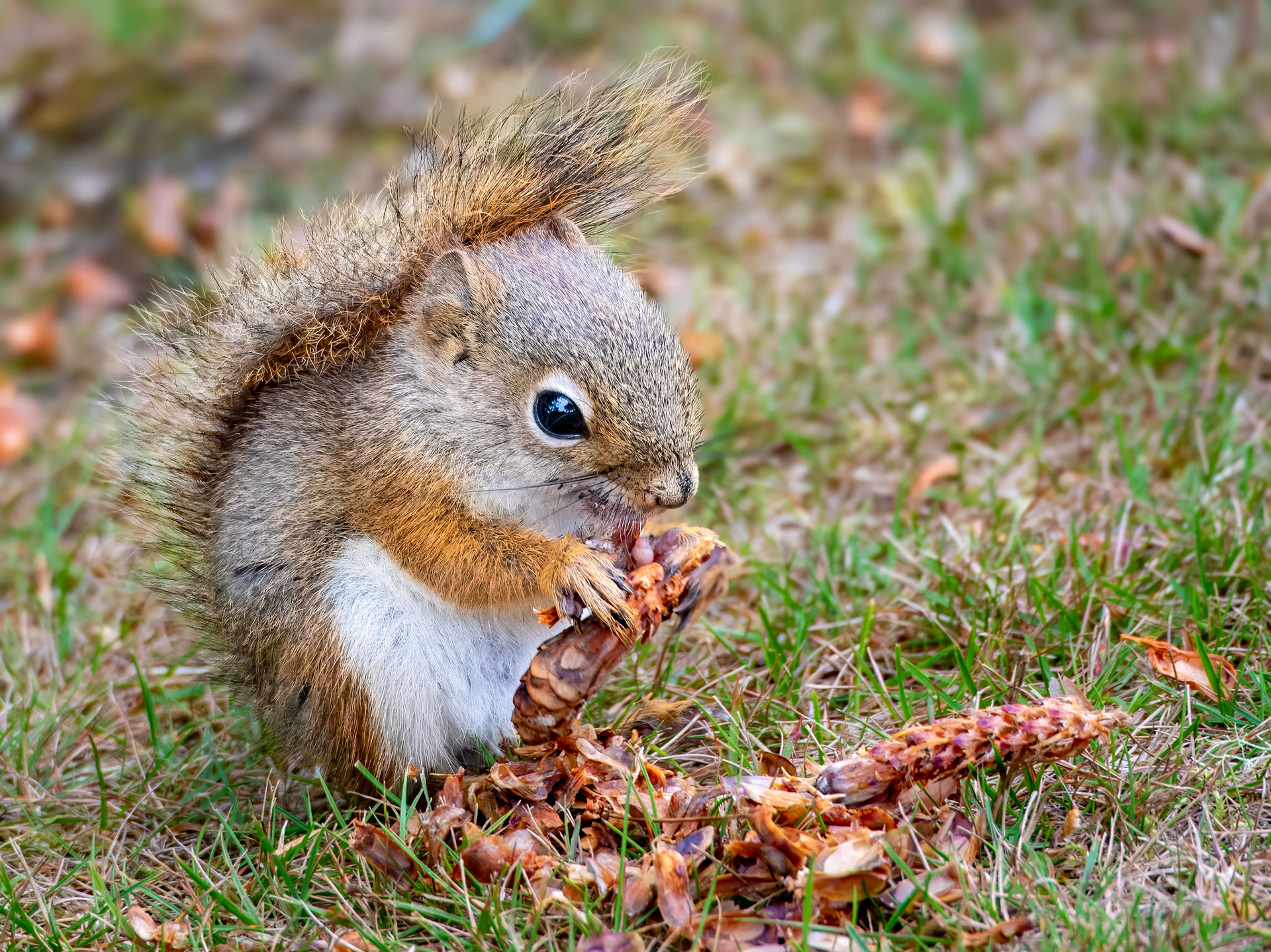 17905328 Red Squirrel Dinnertime
