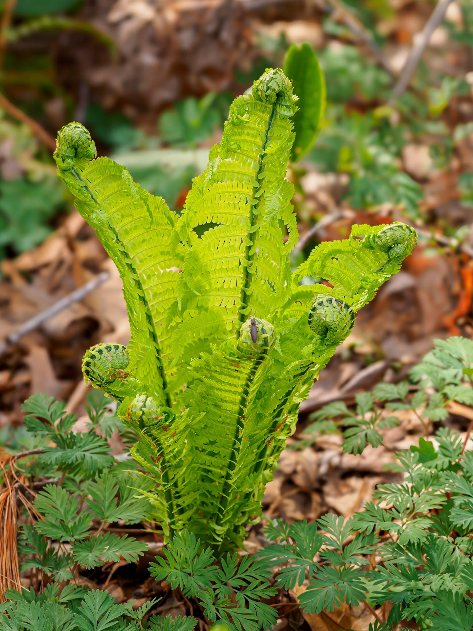 24417-046 Fiddleheads