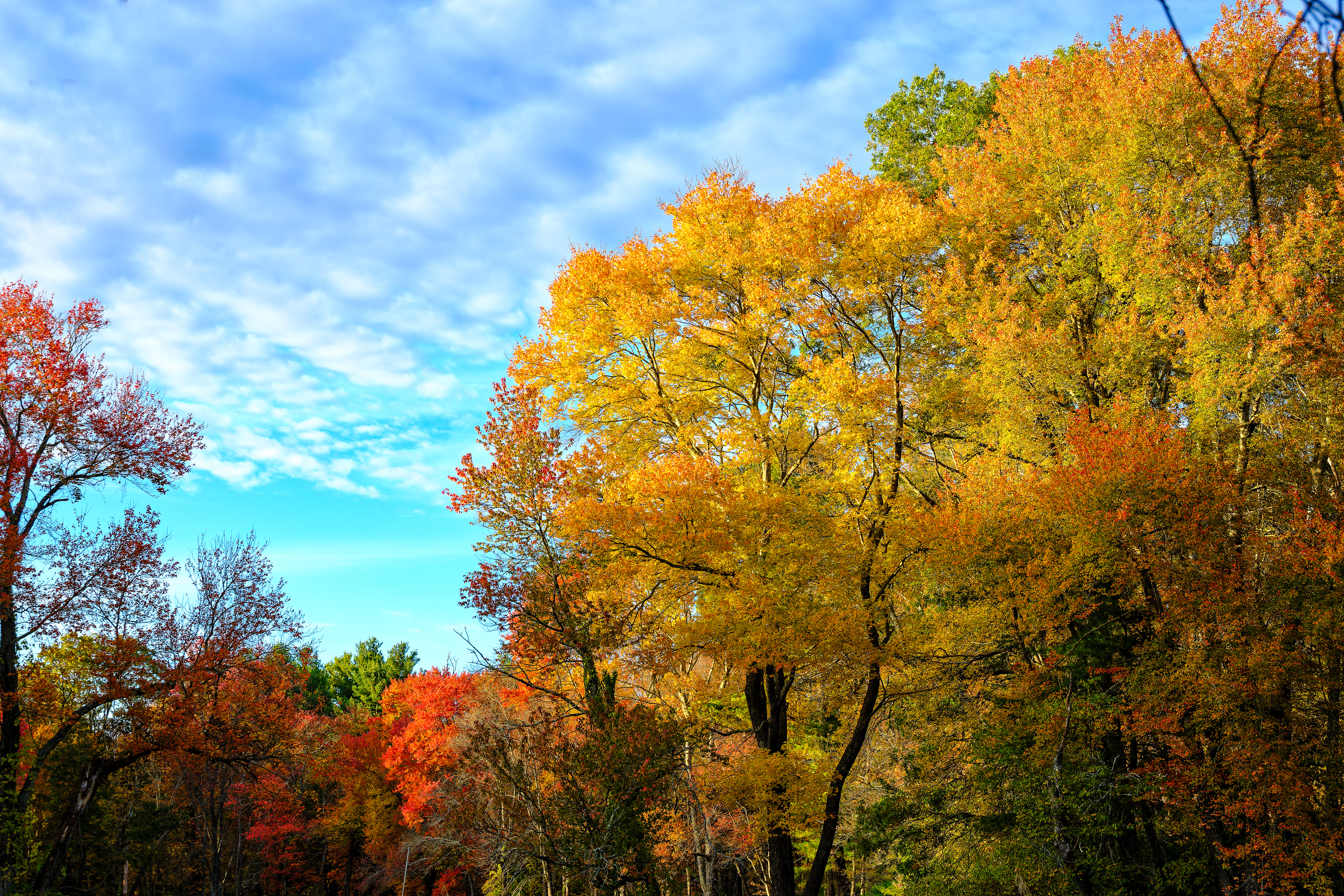 251018-157 Bright Trees