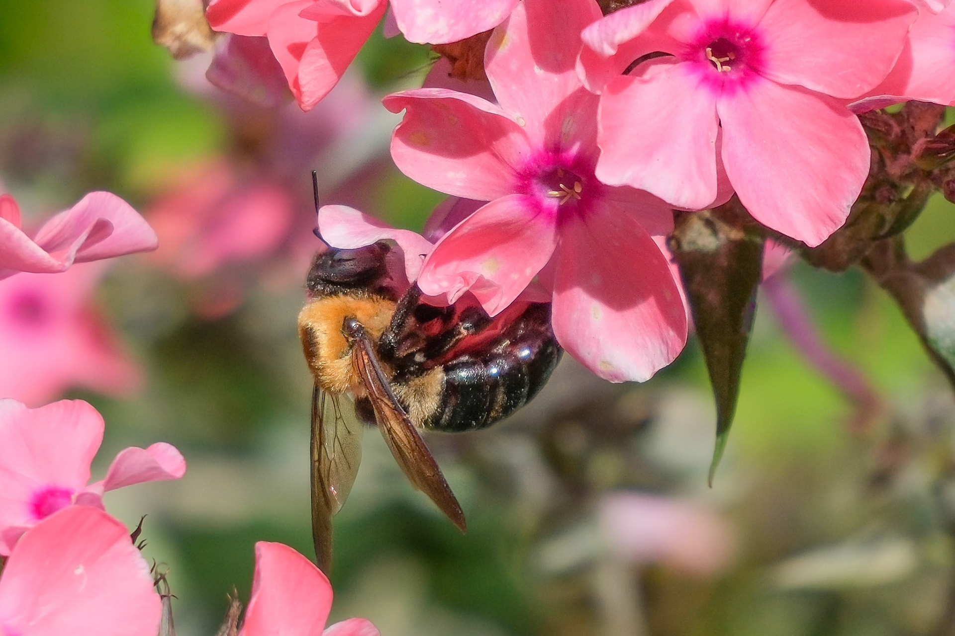 240906-489 Eastern Carpenter Bee on Phlox