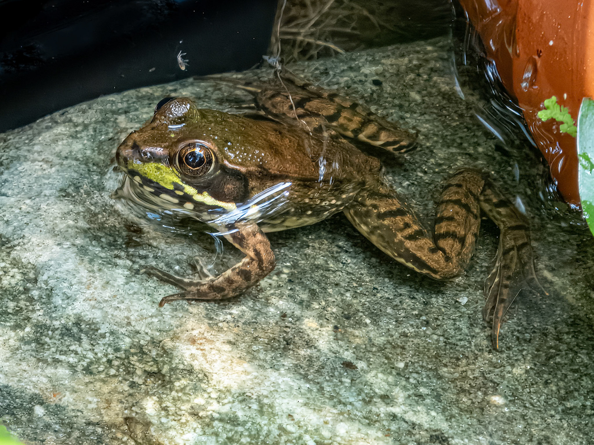 Kit on Favorite Rock ©dag