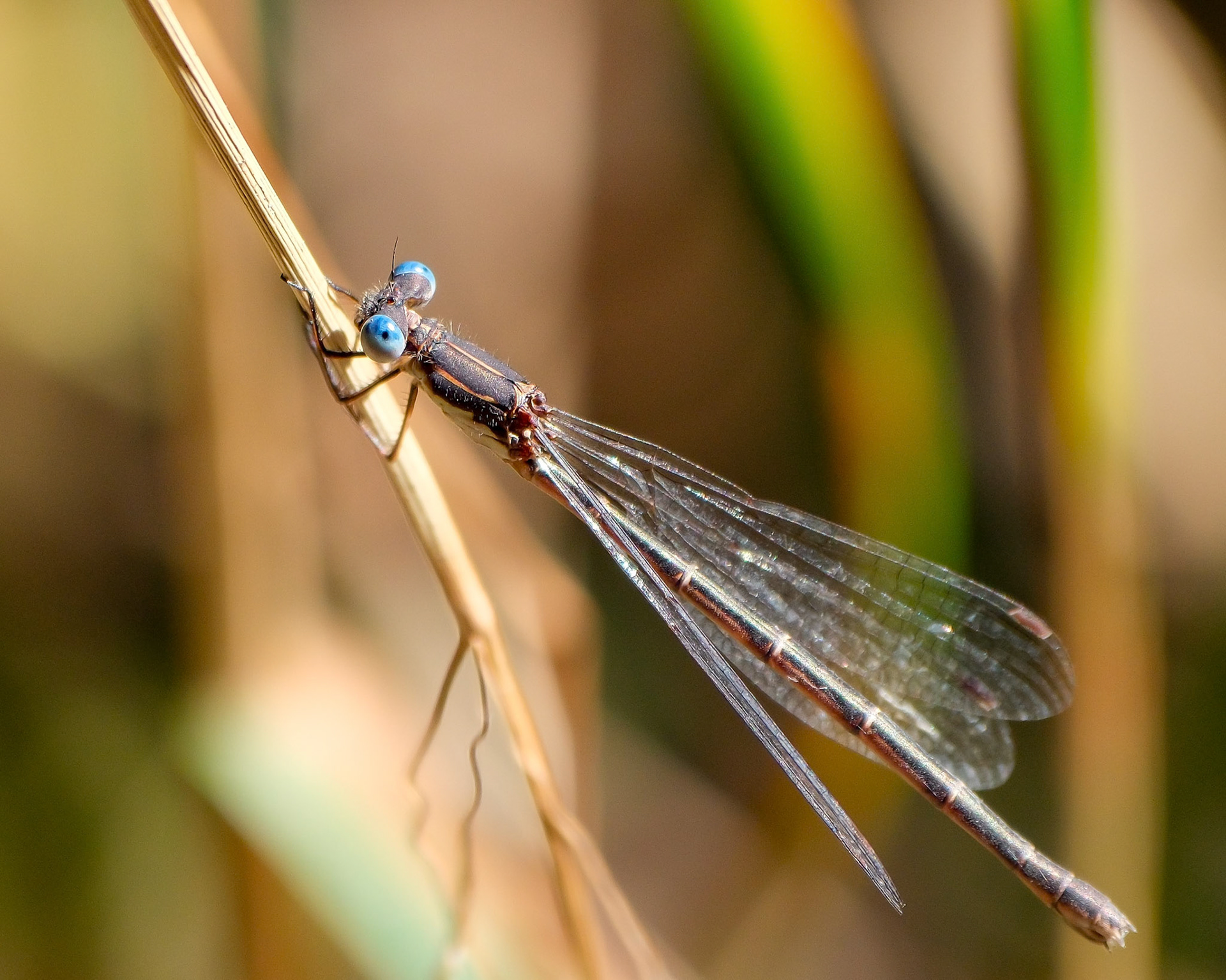 240915-691 Pond Spreadwings (Genus Lestes)