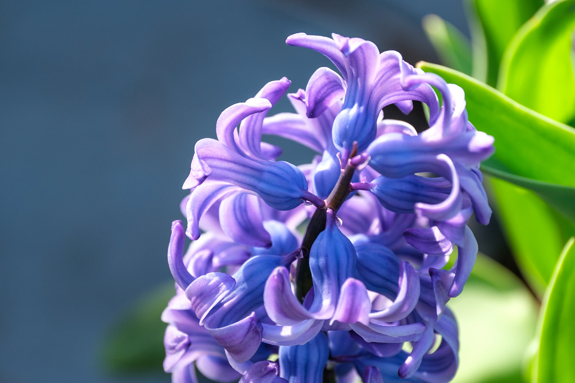250420-320 Hyacinth (Hyacinthus orientalis)