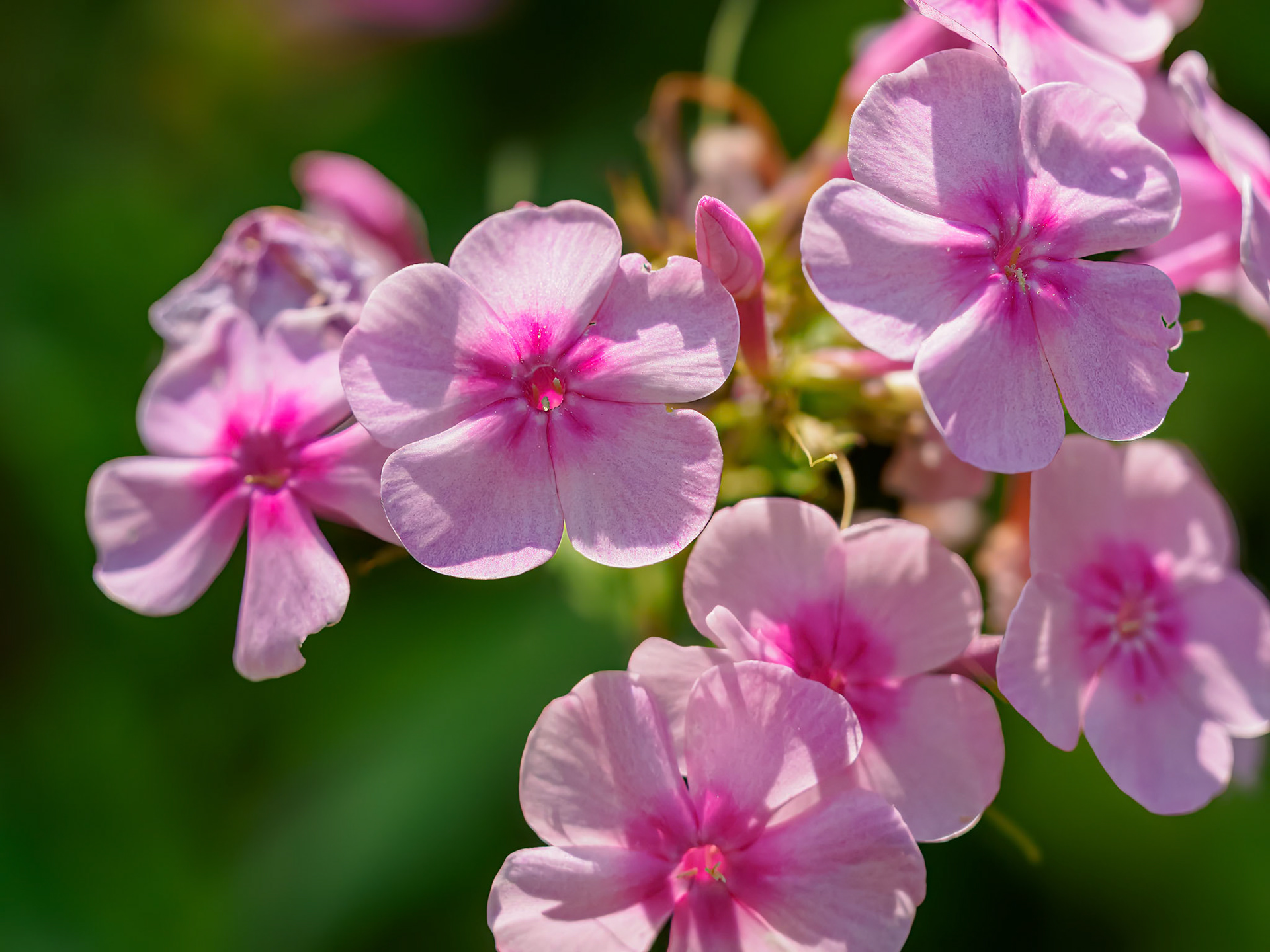 24726-019 Phlox