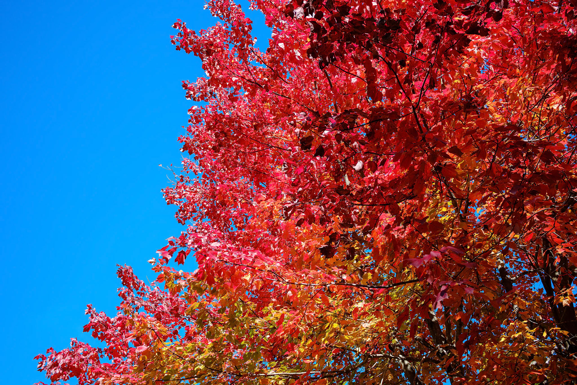 241020-192 Serious Fall Color