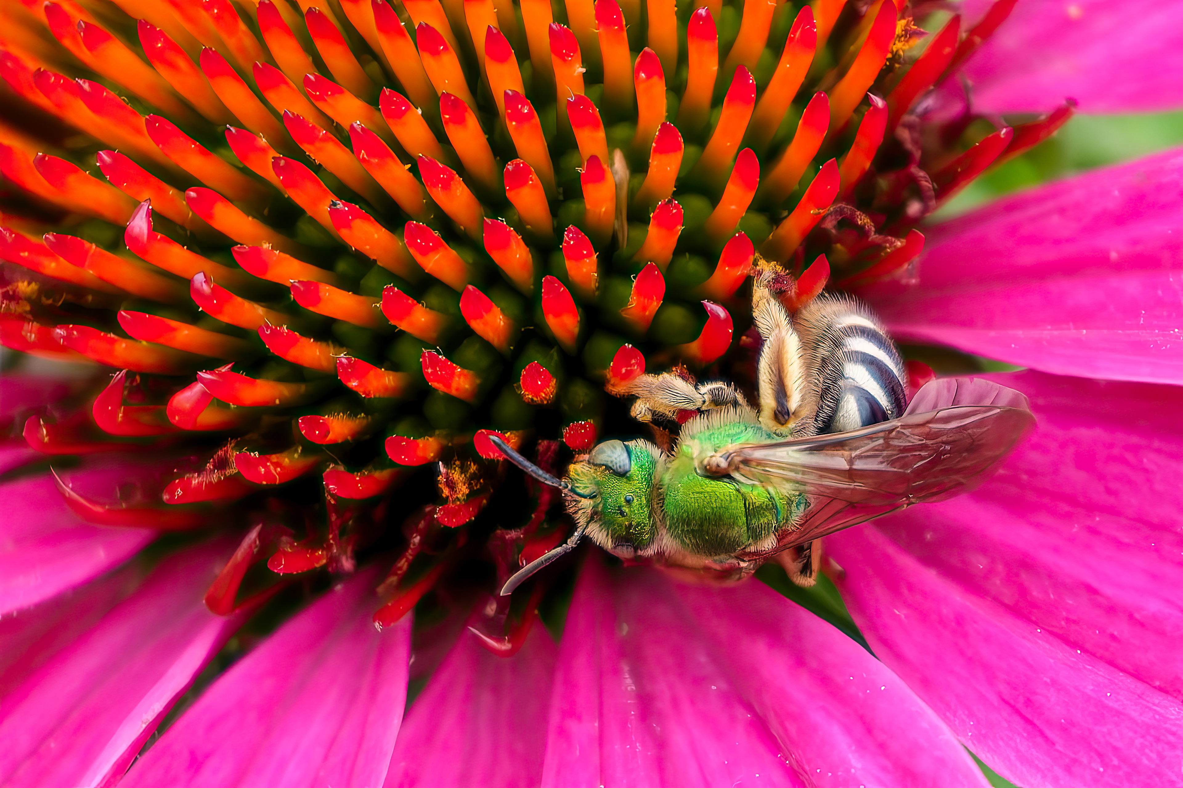 260618-654 Bicolored Striped Sweat Bee (Agapostemon virescens)