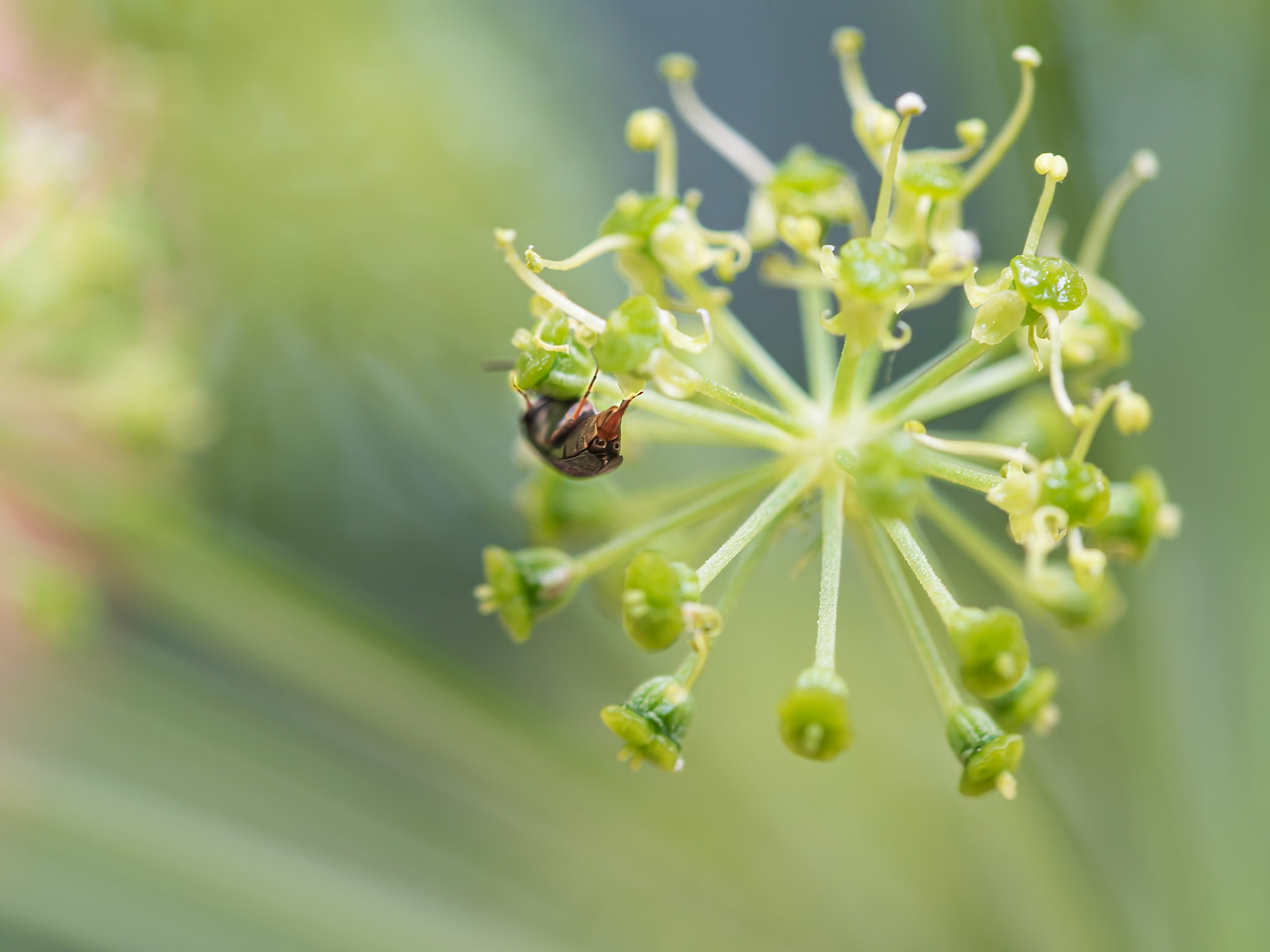 Armored Explorer ©dag