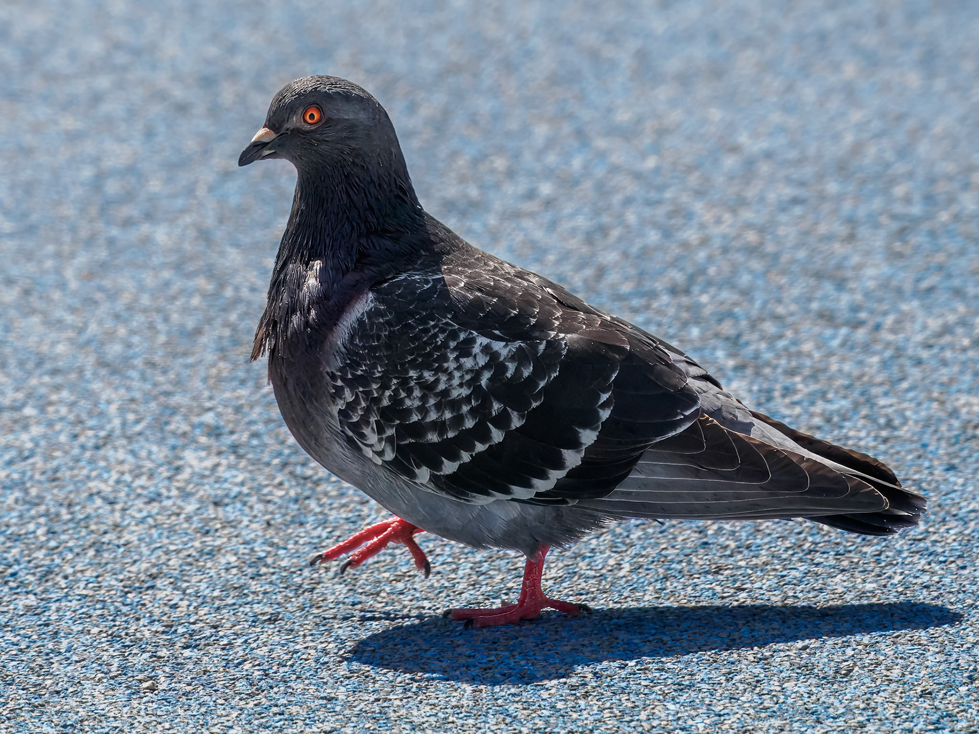 24317443 Rock Pigeon