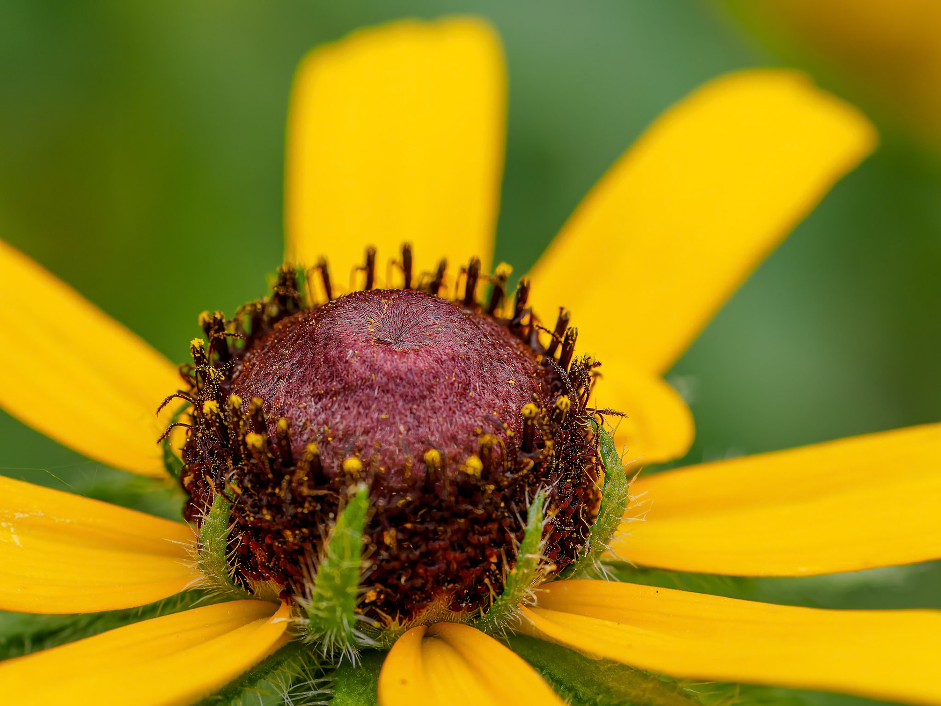 24724-002 Eye of Black-Eyed Susan