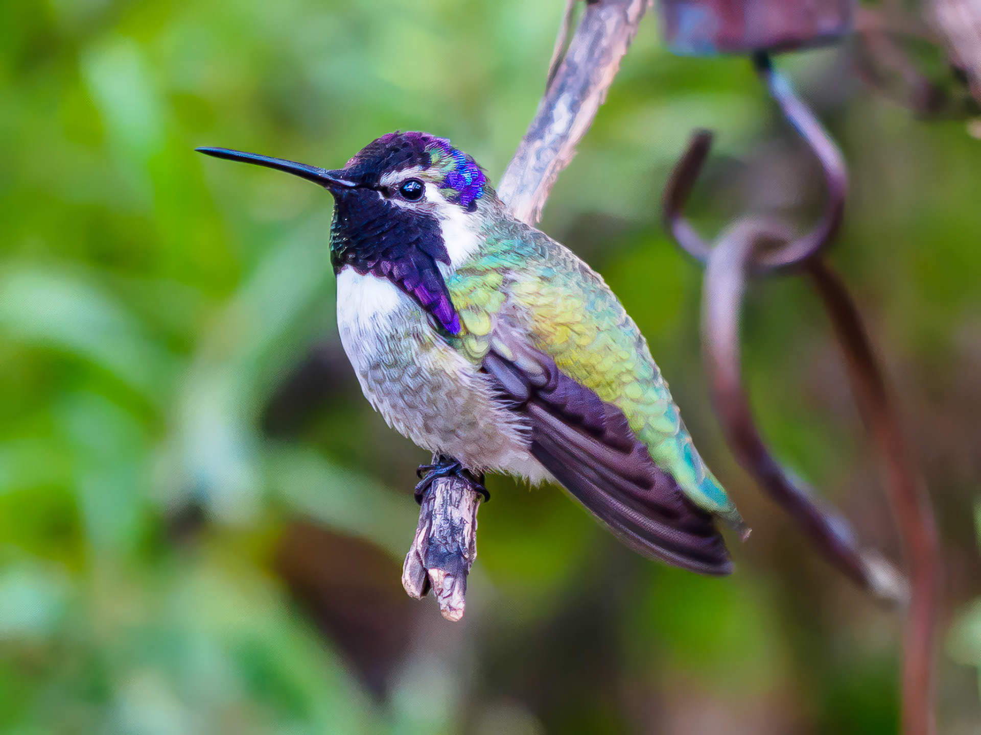 16C26159 Hummingbird Side View