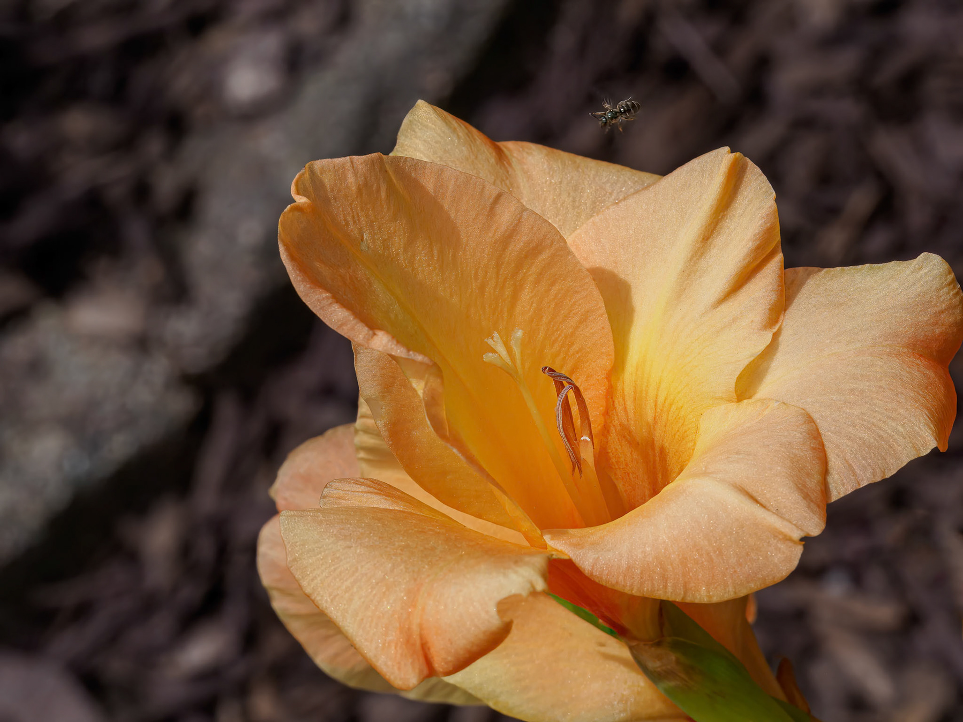 24720-008 Daylily