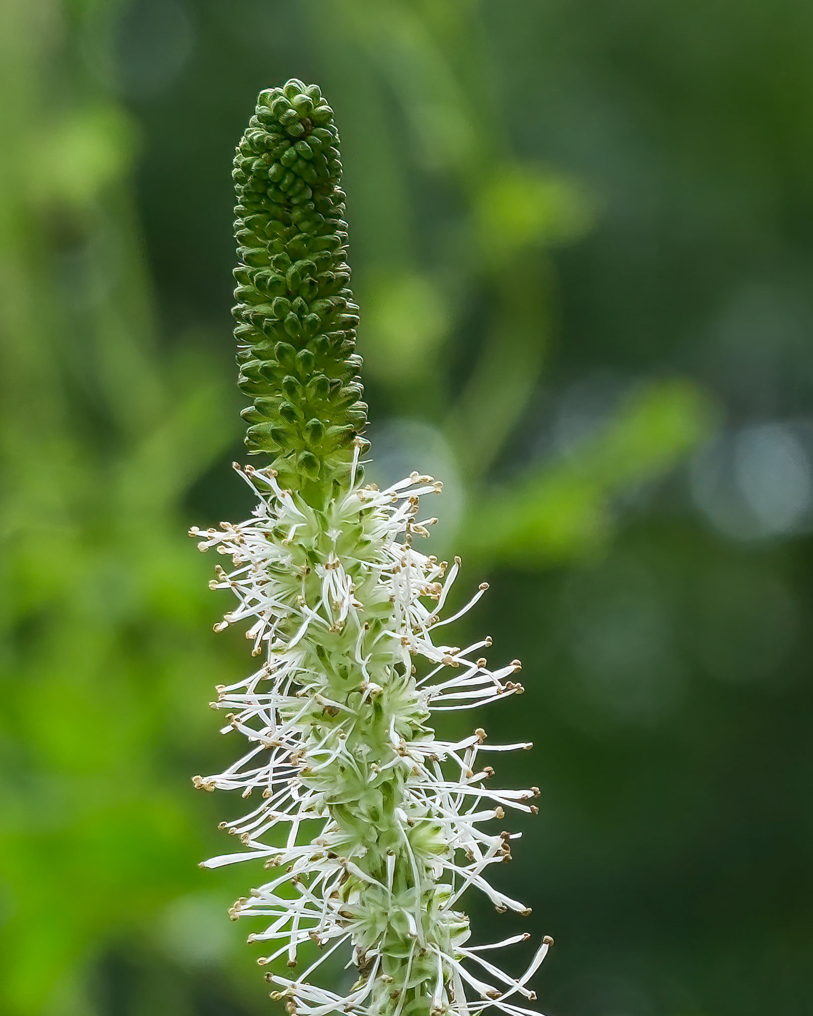 240820-115 Canadian Burnet (Sanguisorba canadensis)