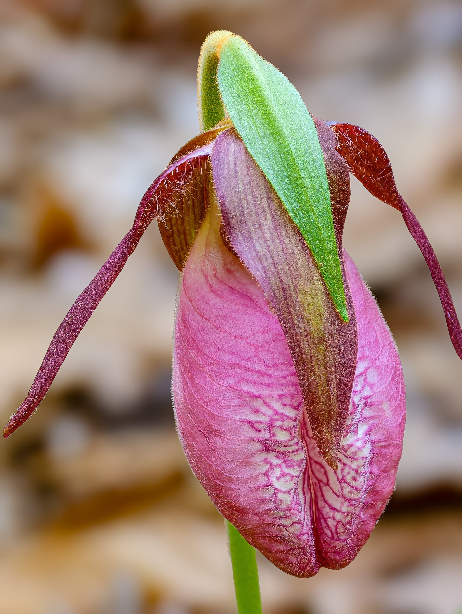 260512-450 Pink Lady's Slipper (Cypripedium acaule)