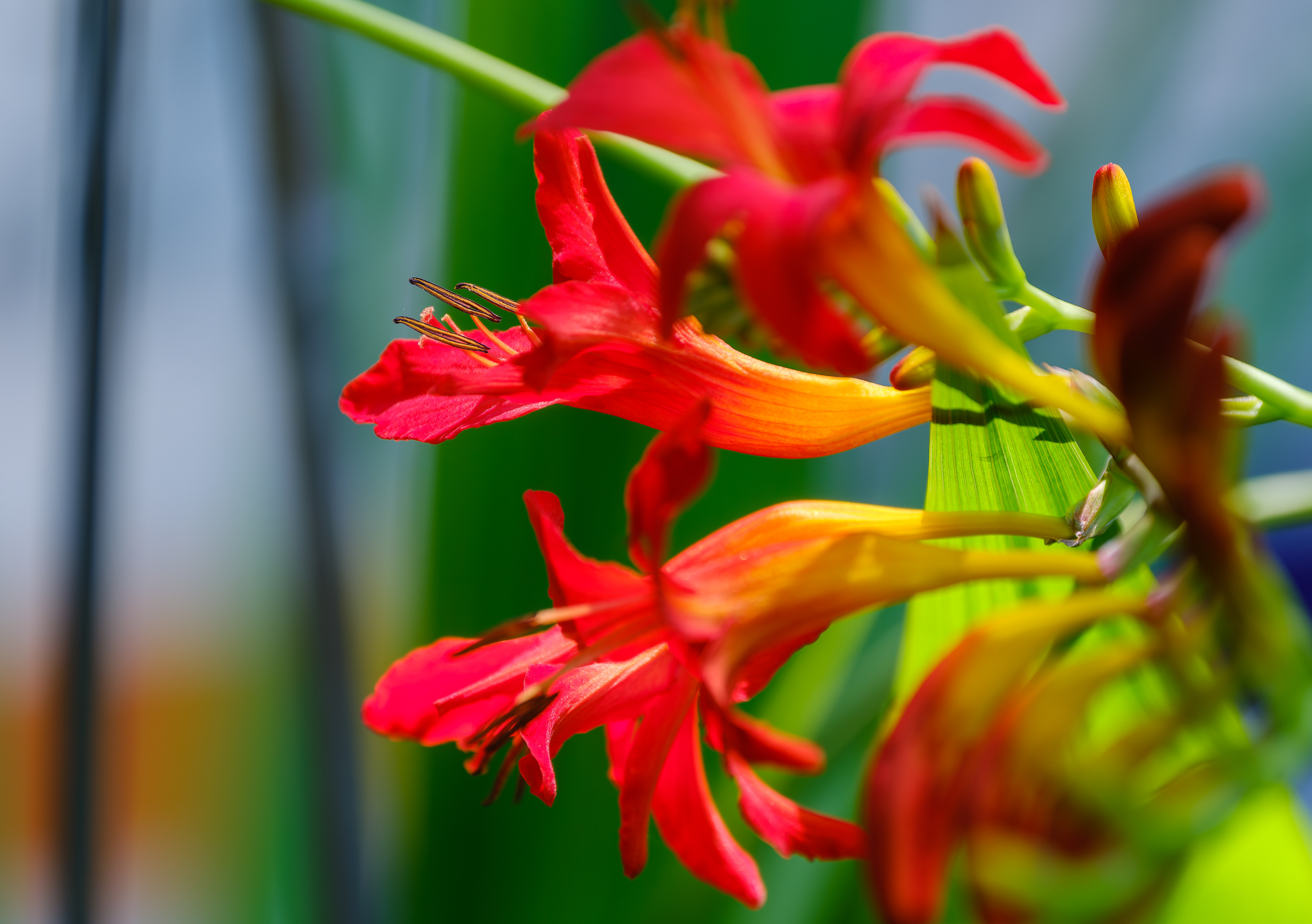 260712-795 Zigzag Montbretia (Crocosmia paniculata)