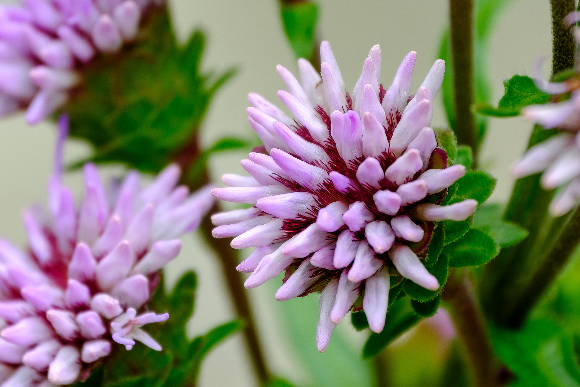250814-587 New England Blazing Star (Liatris novae-angliae)
