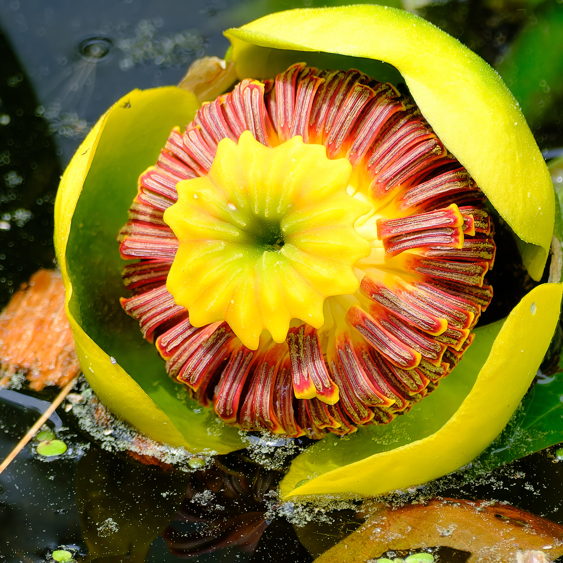 260531-551 Variegated Yellow Pond-Lily (Nuphar variegata)