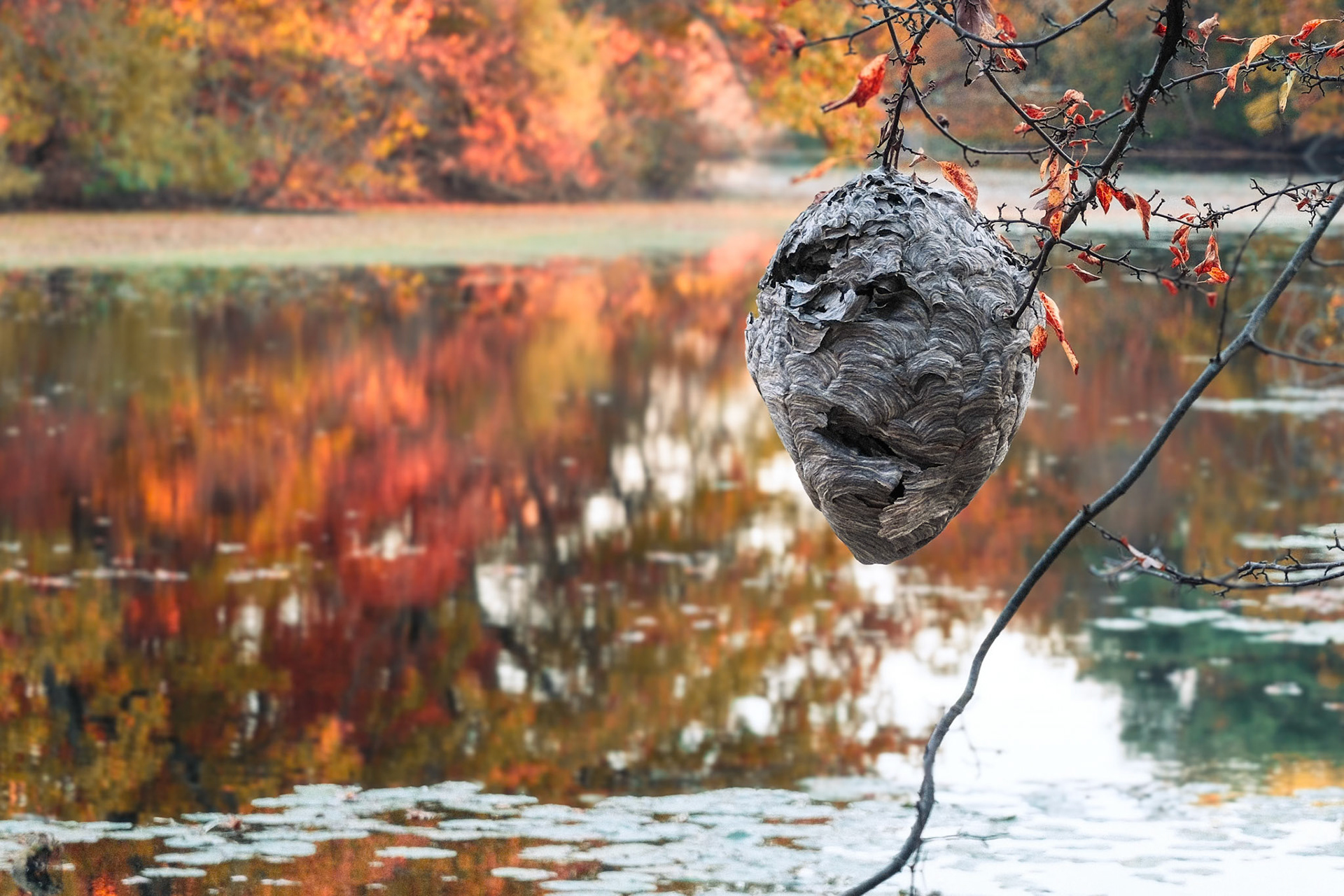 241022-297 Hanging Nest