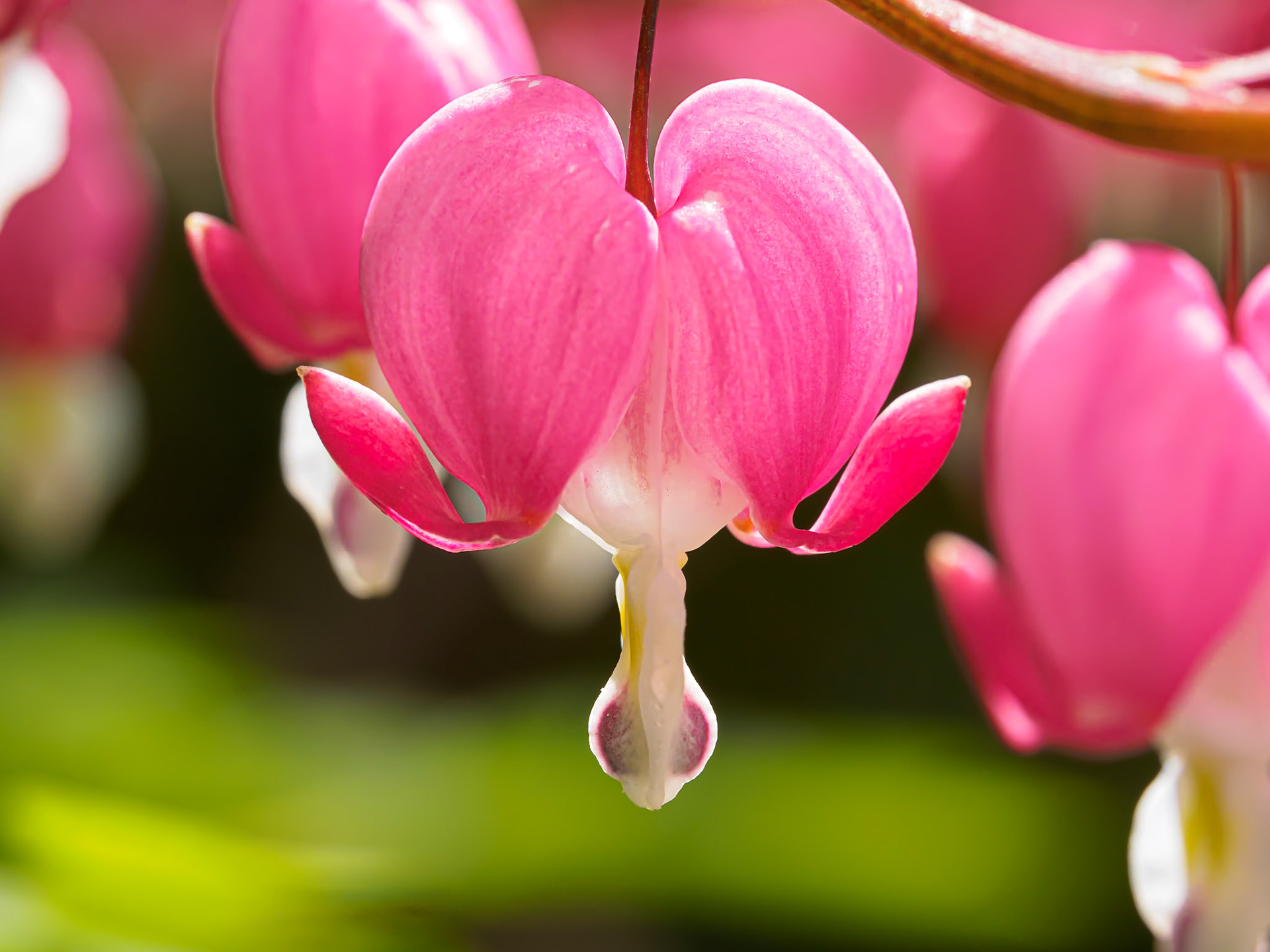 20515025 Bleeding Heart 1