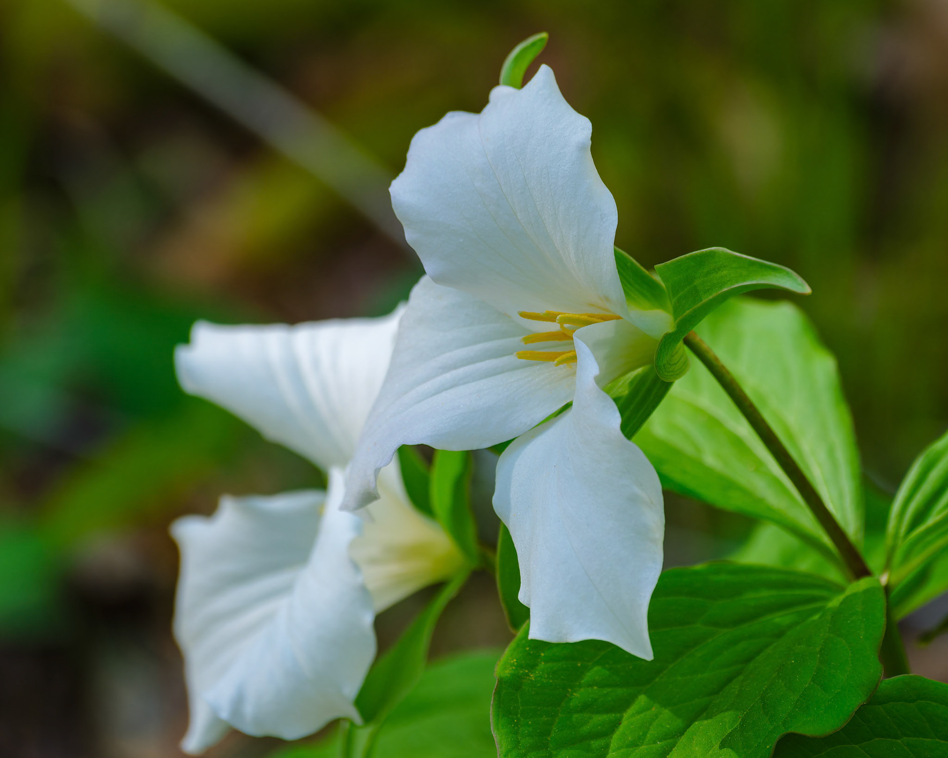 250430-964 Large White Trillium (Trillium grandiflorum)