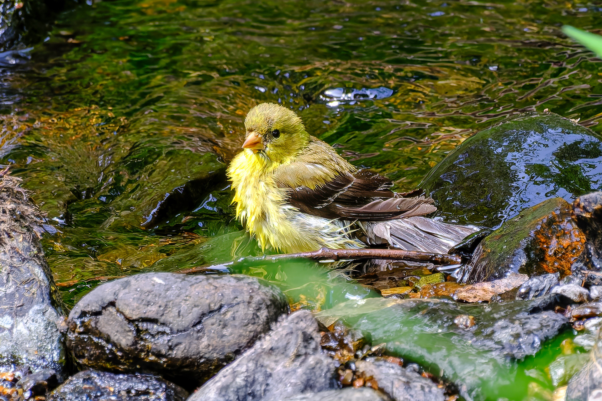 250814-631 American Goldfinch (Spinus tristis)