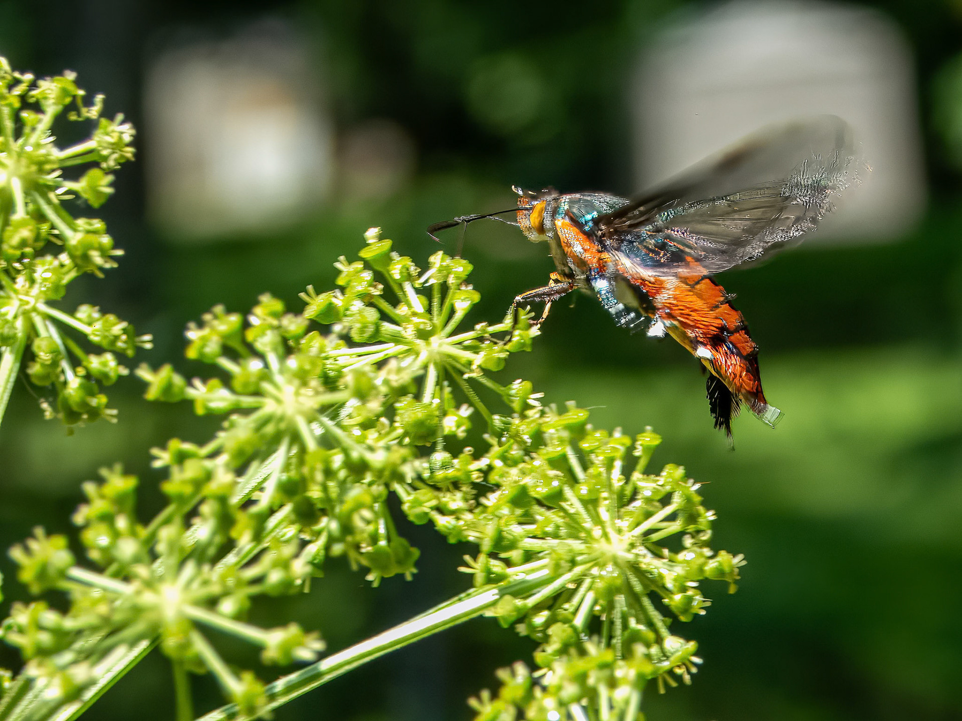 Squash Vine Borer (a diurnal species of Sesiid moth) ©dag
