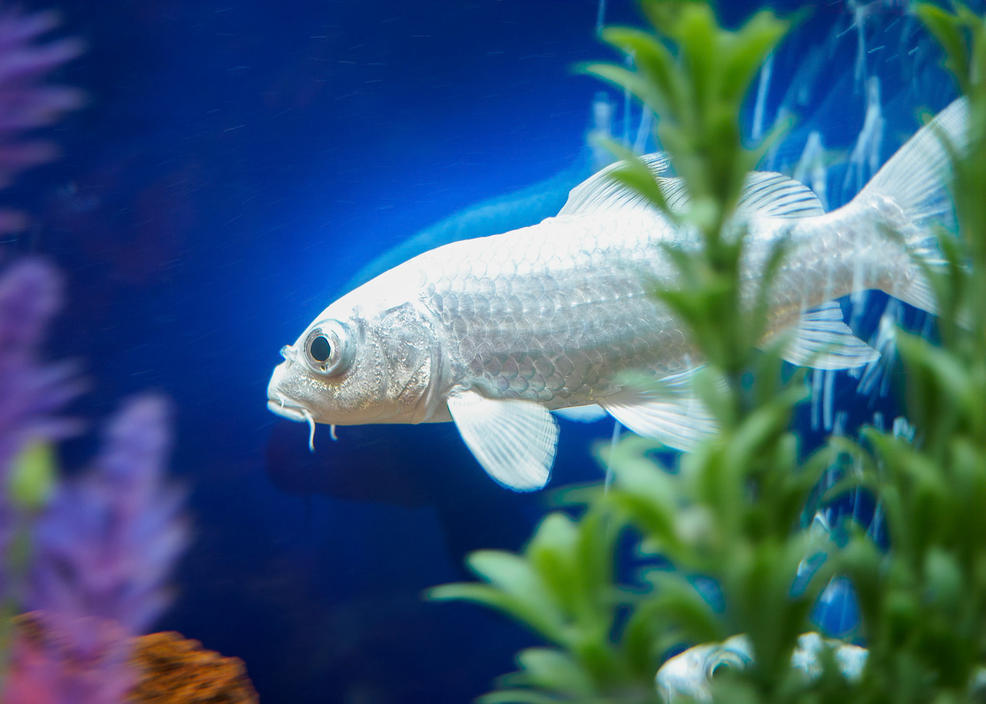 24421-011 Aquarium Fish