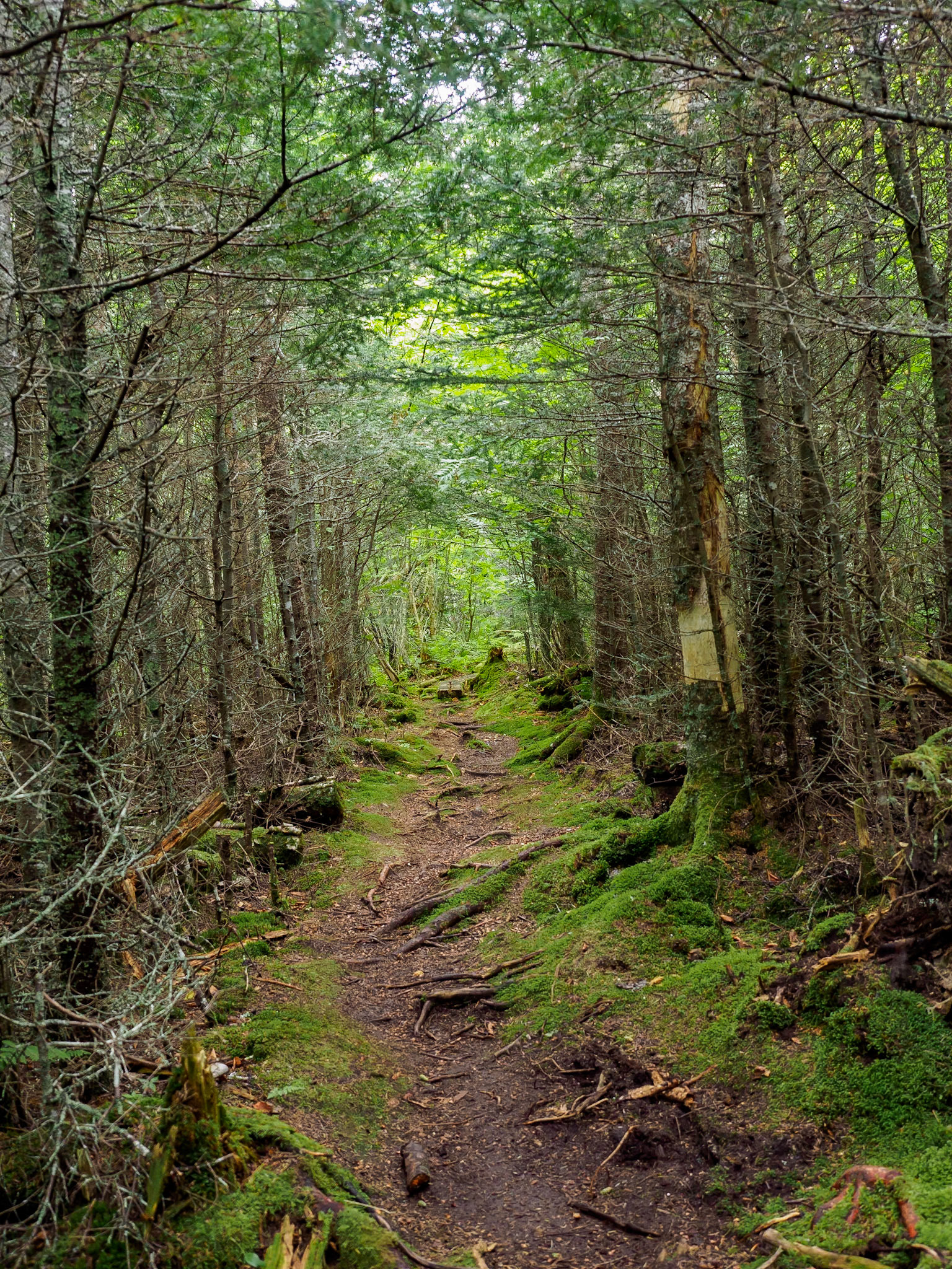 17904075 Mossy Trail