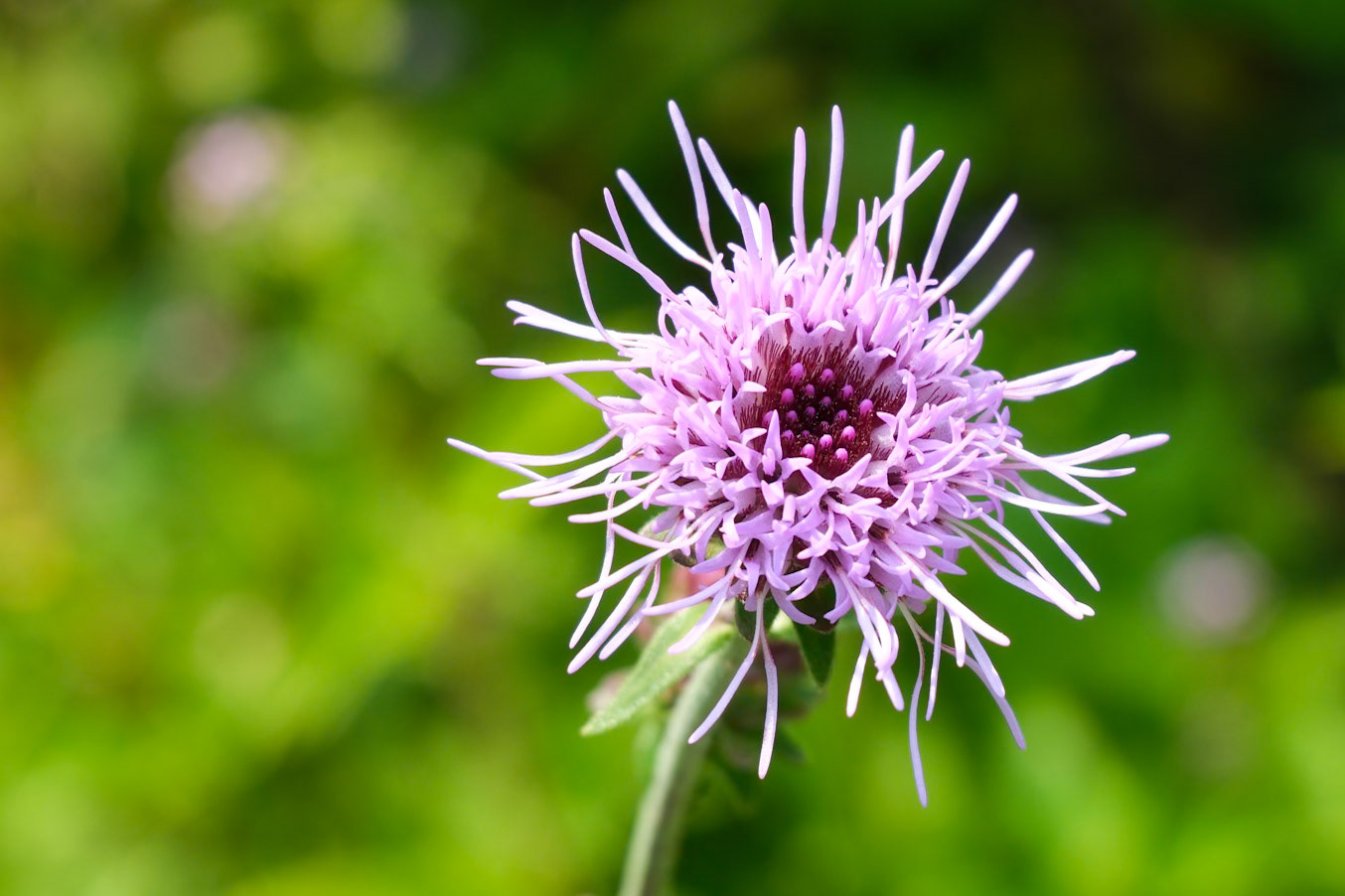 240817-068 New England Blazing Star (Liatris novae-angliae)