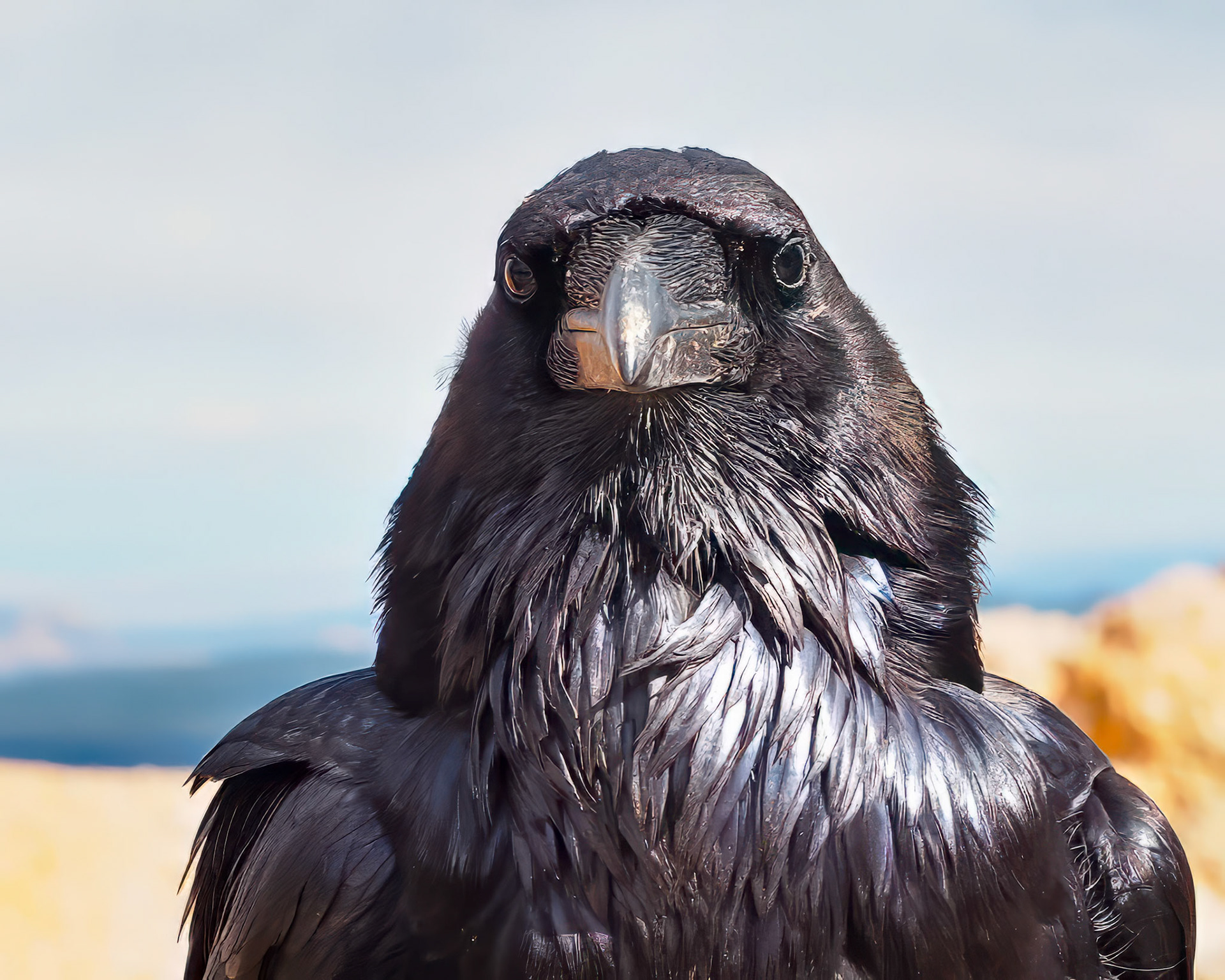 16417560 Raven Staredown