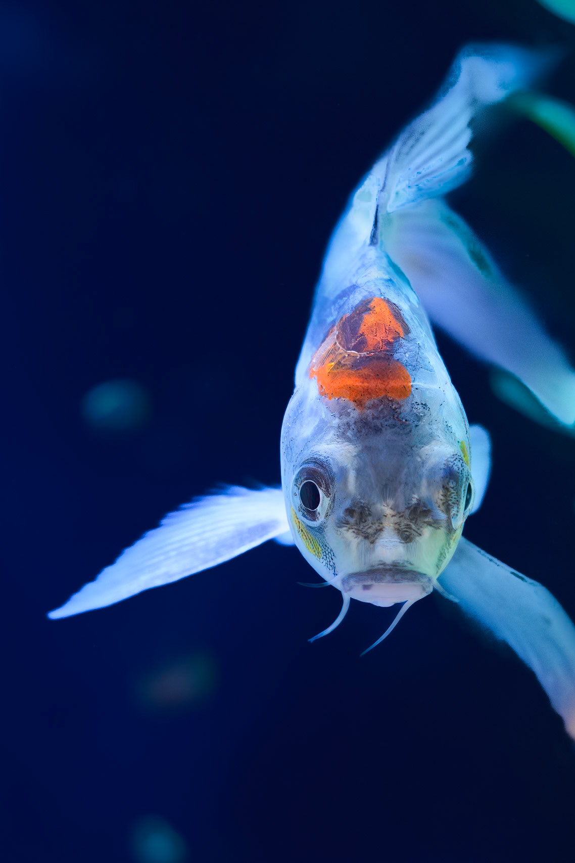 240909-589 Amur Carp (Cyprinus rubrofuscus)