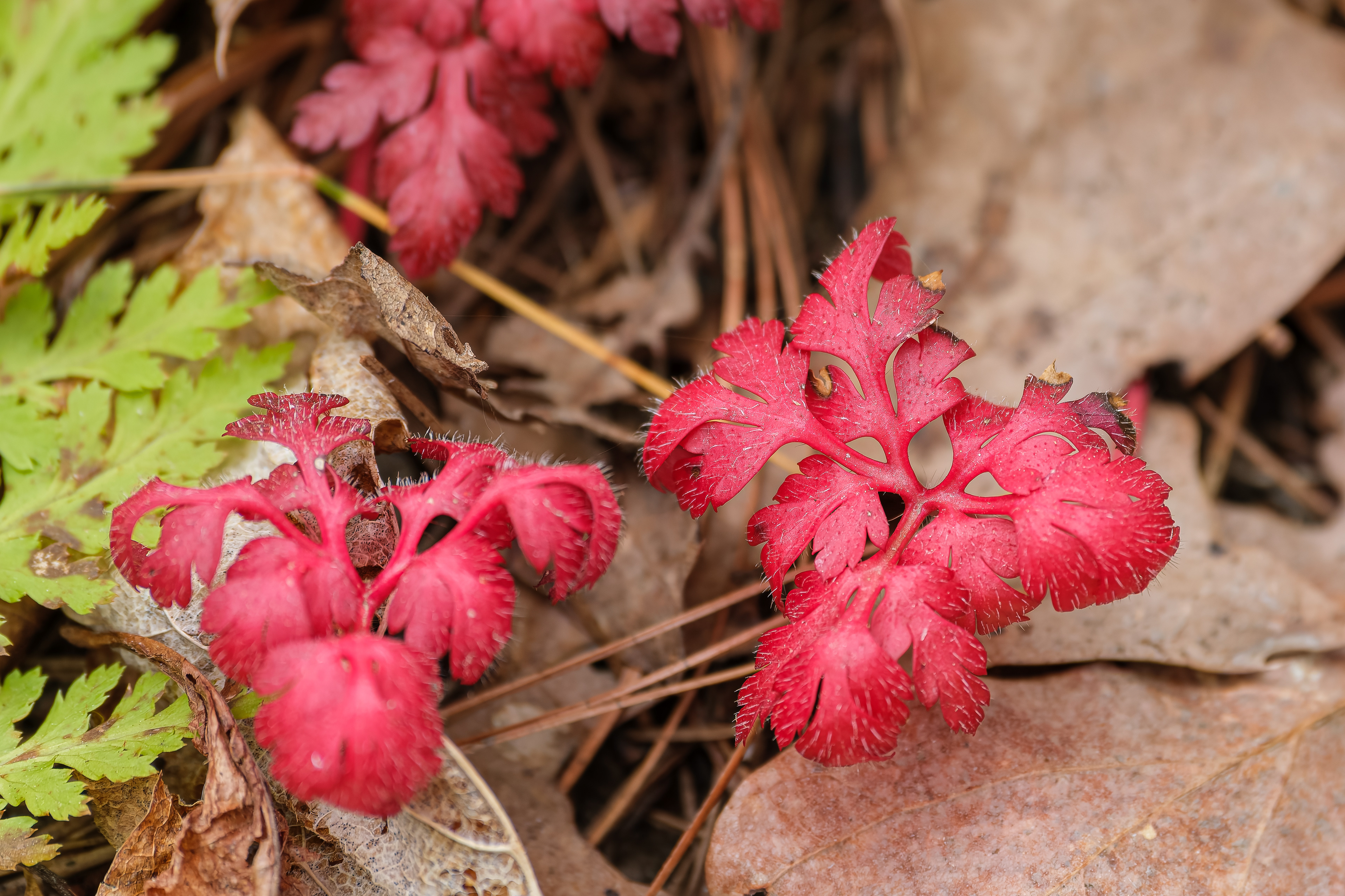 260506-401 Herb Robert (Geranium robertianum)