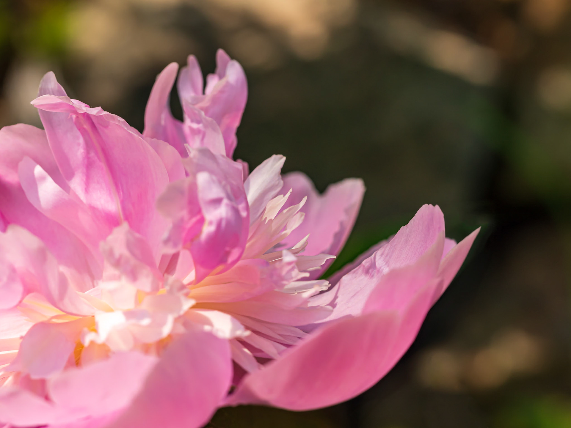 21602007 Predominantly Pink Peony