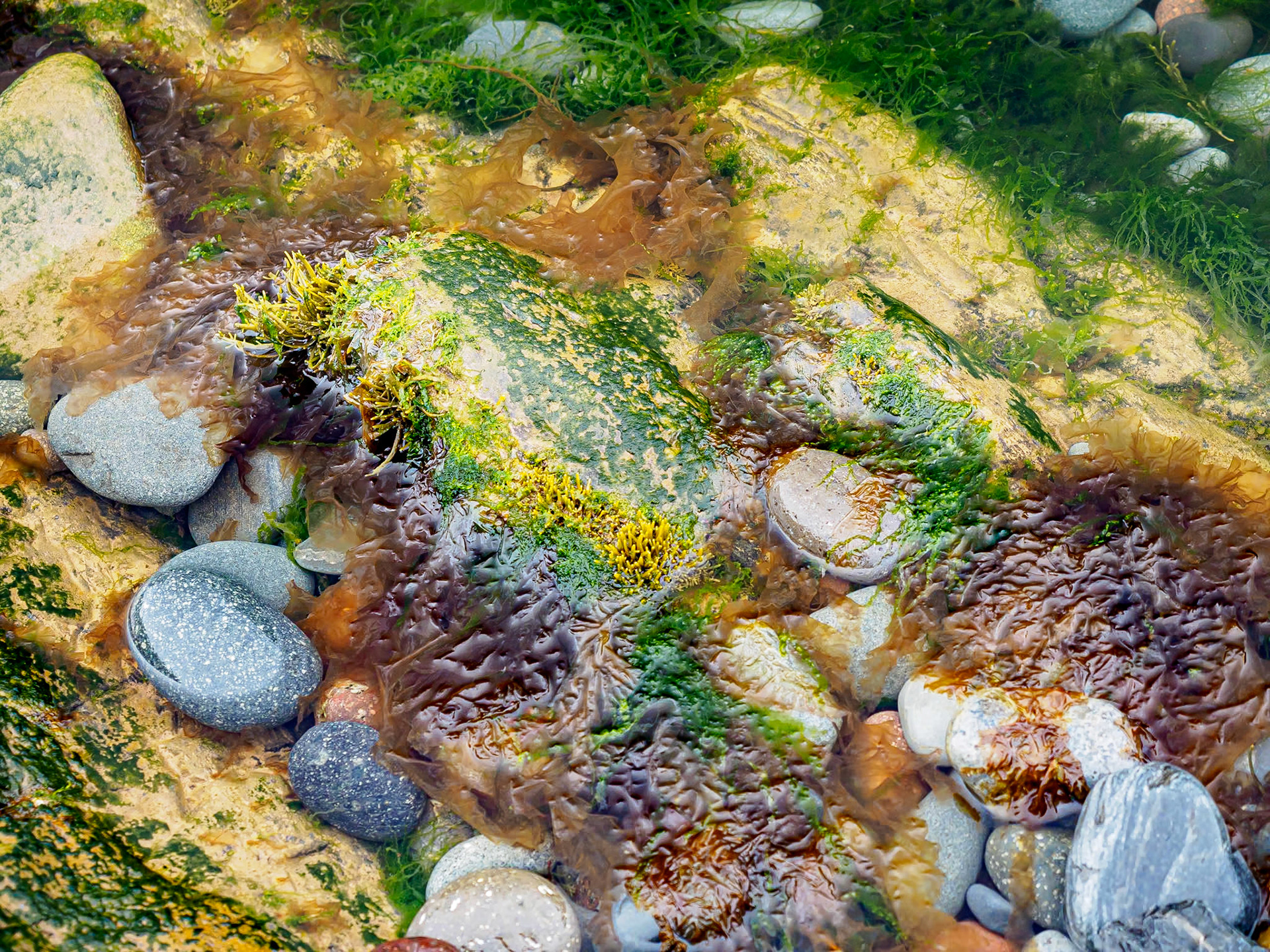 17905376 Underwater Color