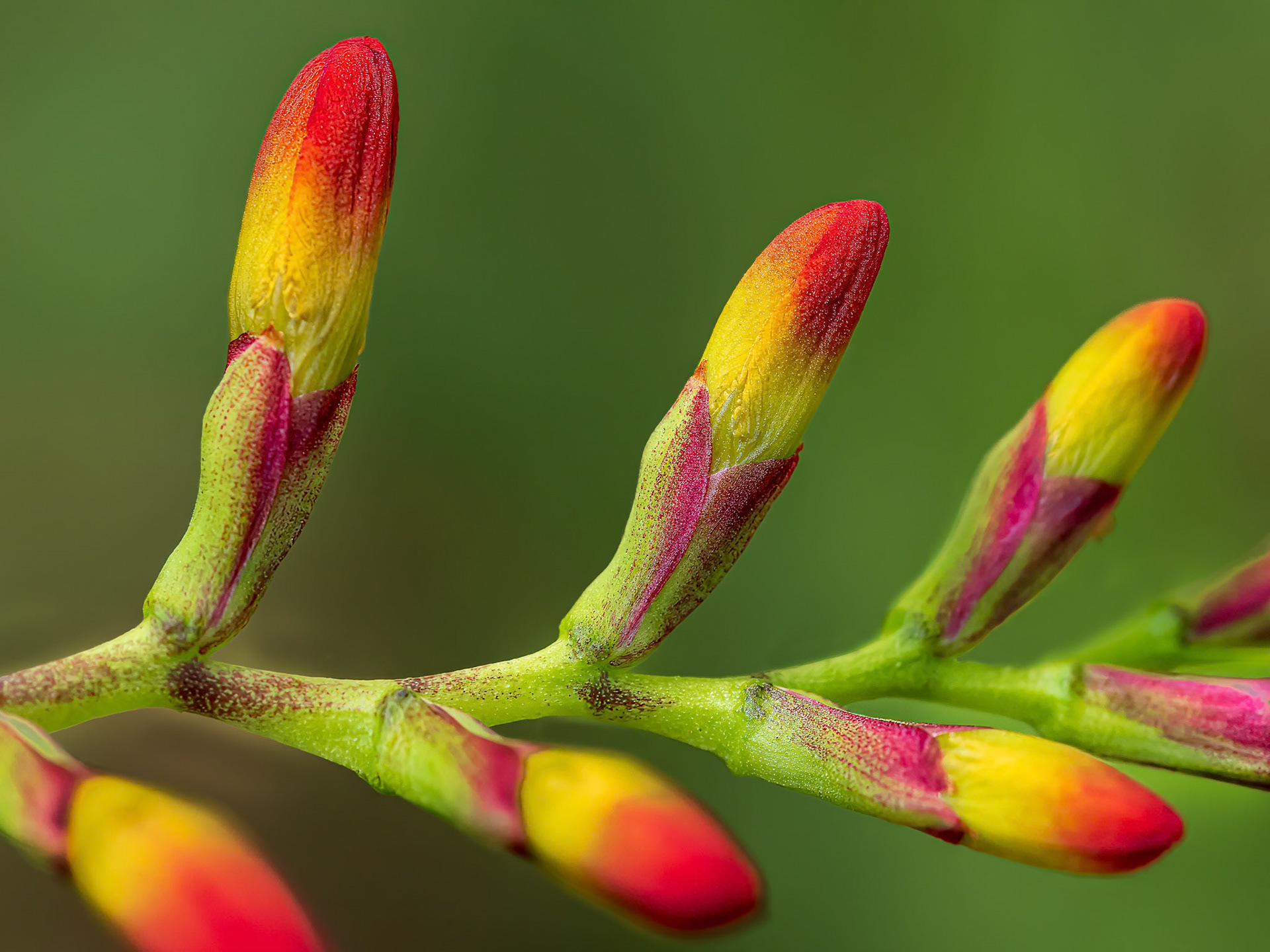 24707-049 Crocosmia