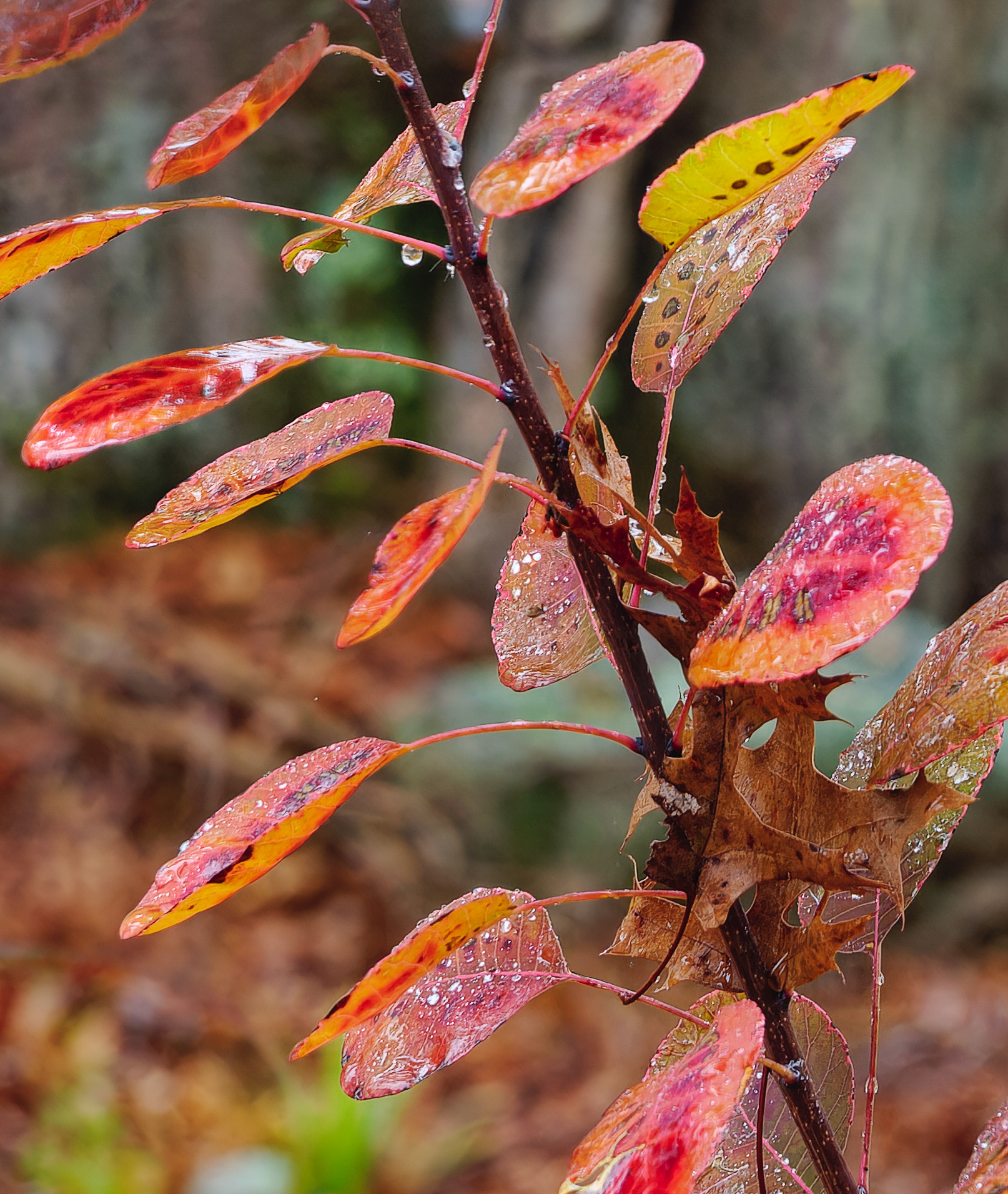 251030-255 Smokebush
